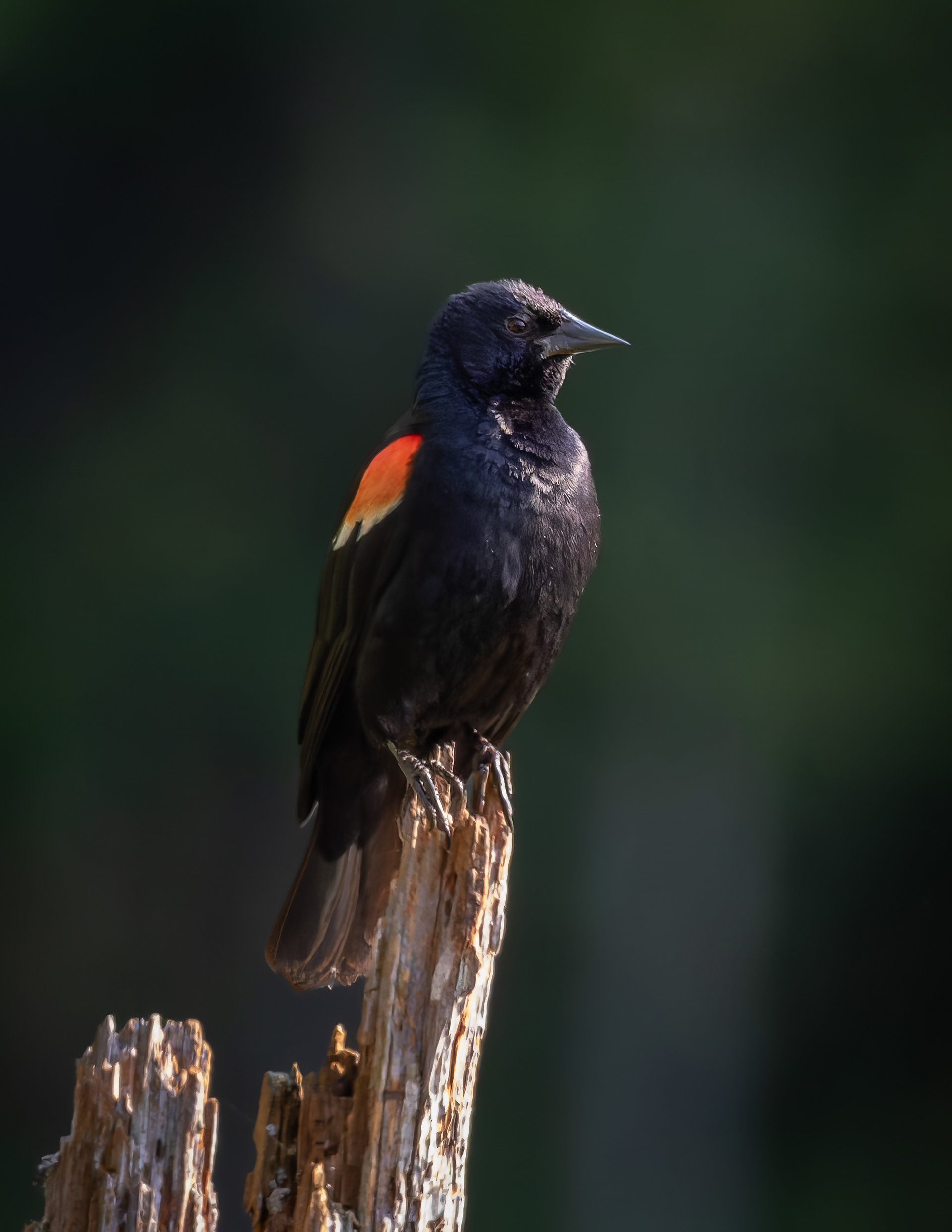 Male Red-winged Blackbird