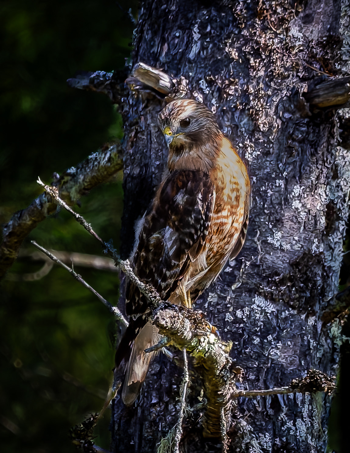 Red-shouldered Hawk No2