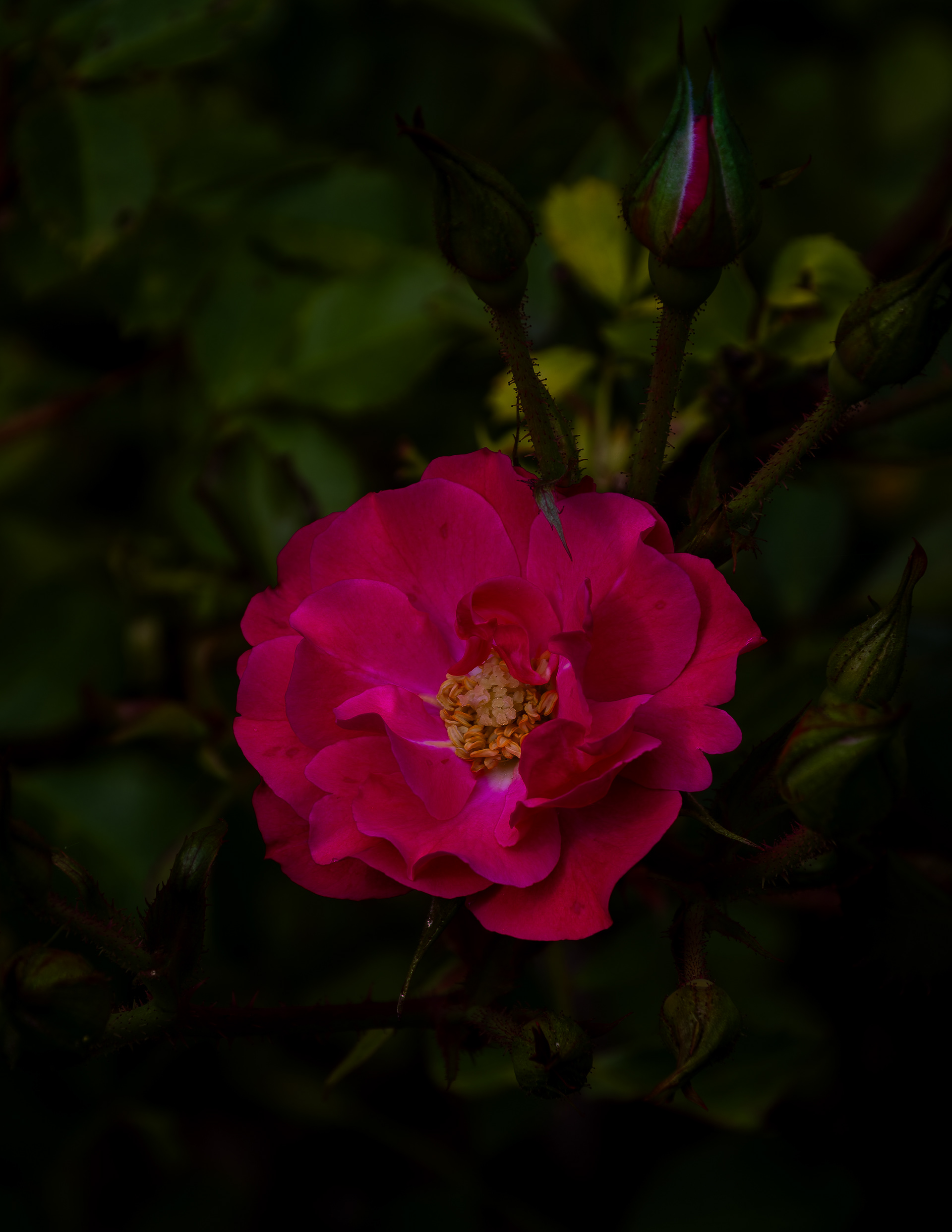Rose Blossom