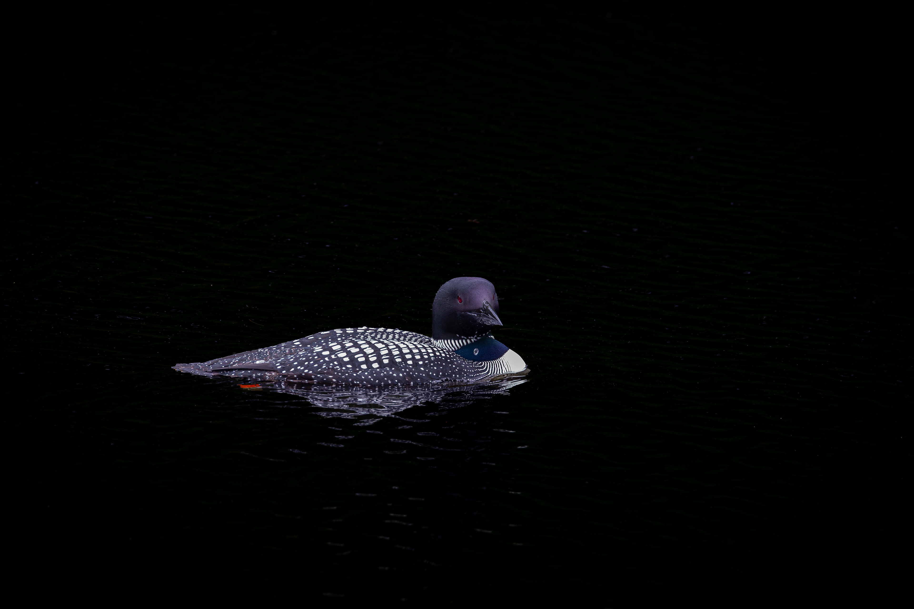 Common Loon No4