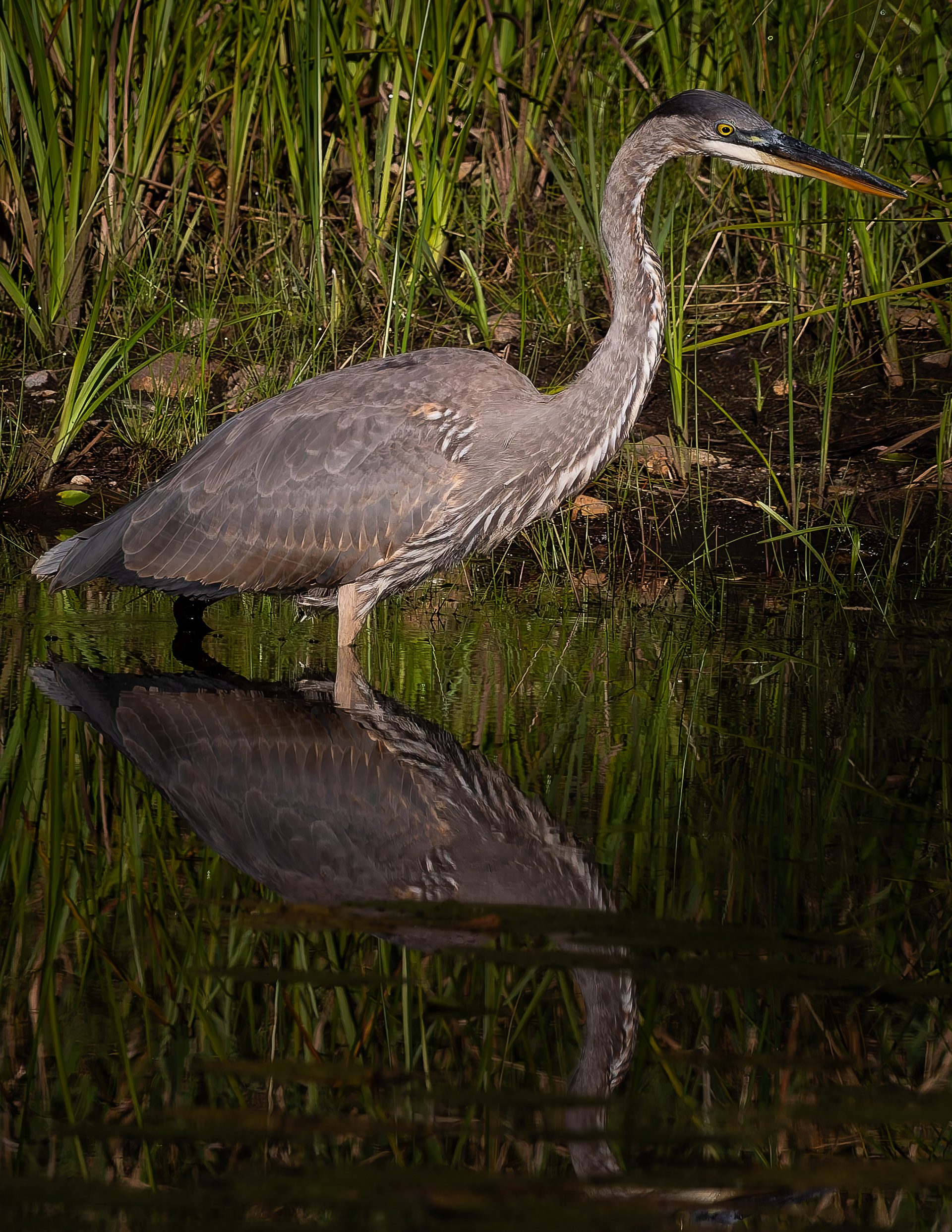 Great Blue Heron No1 - September 16, 2026