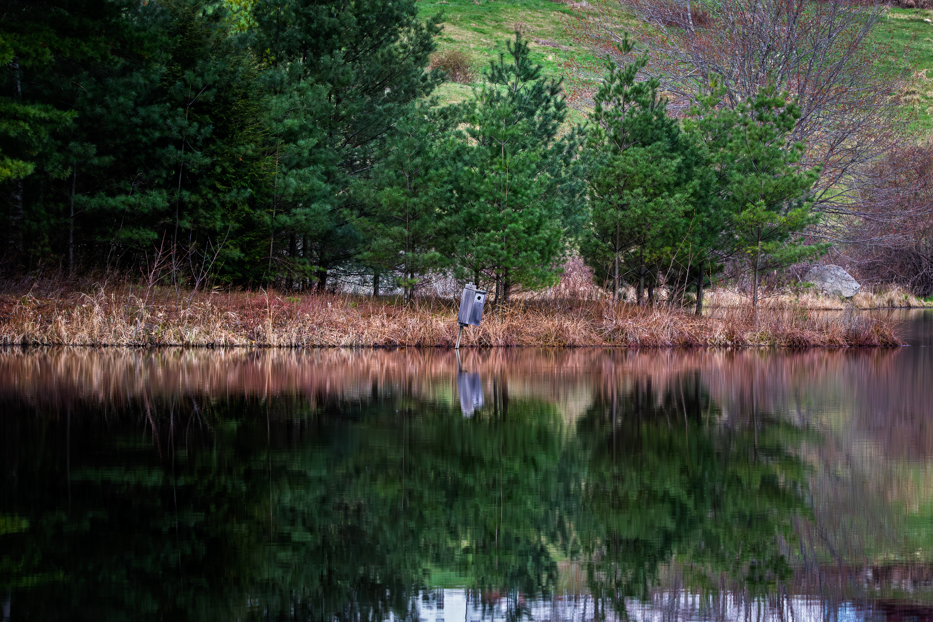Evergreen Reflection at CSV No3