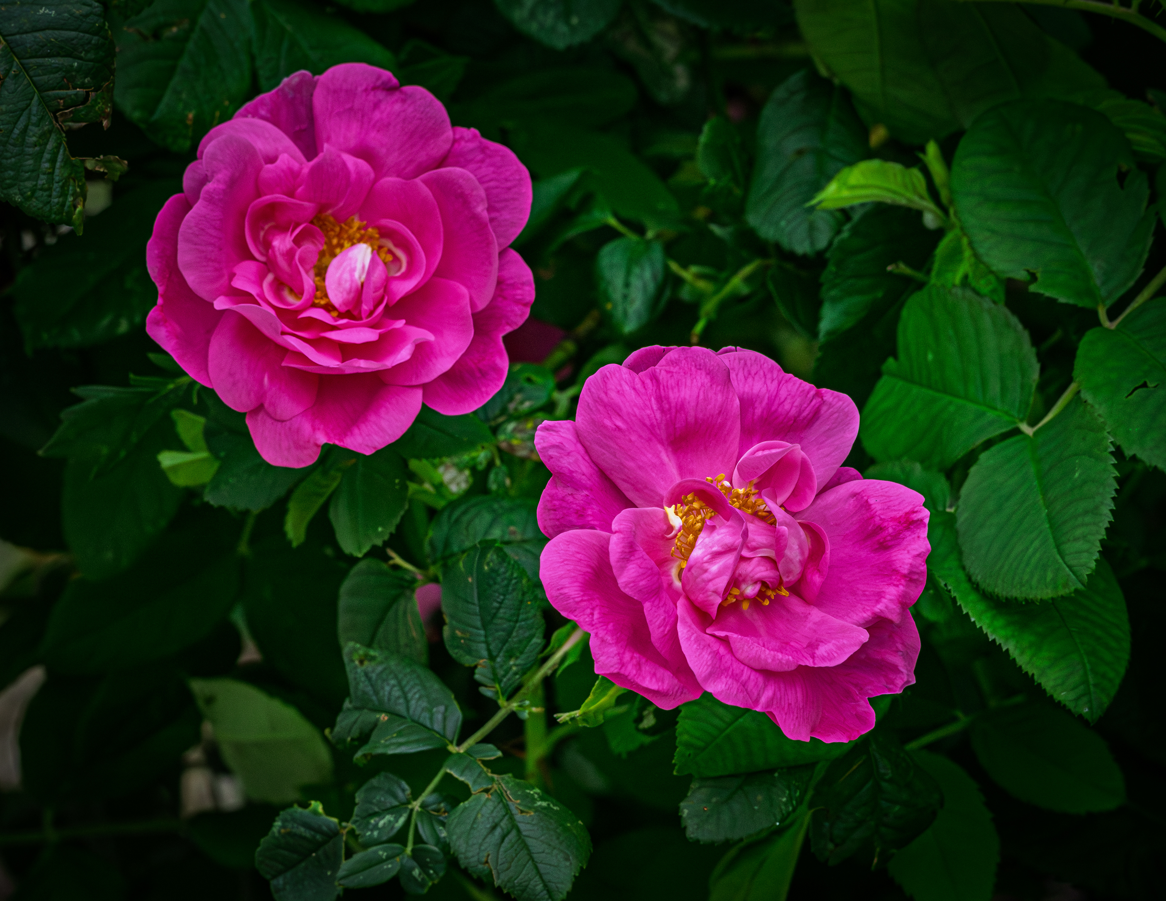 Pink Roses