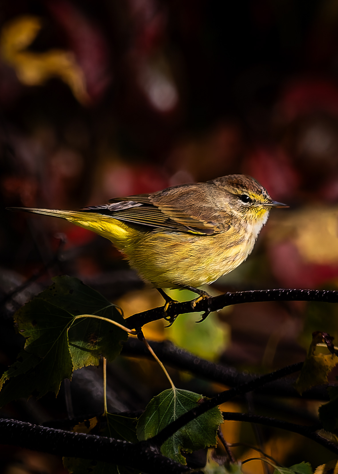 Palm Warbler - September 29, 2026