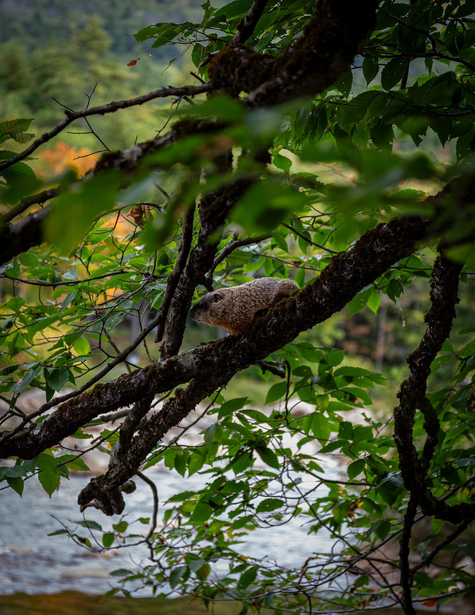 Groundhog Up a Tree