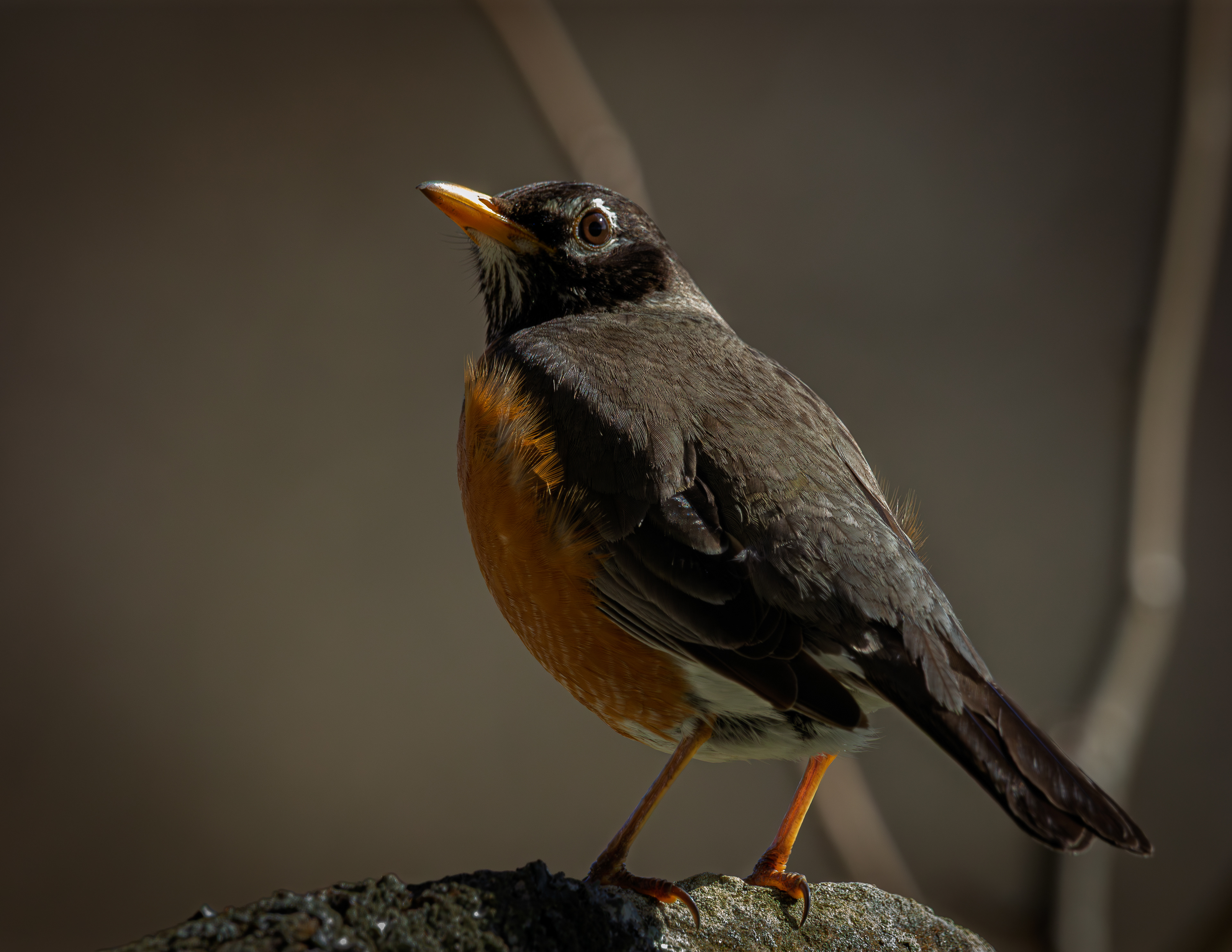 American Robin - April 23, 2026