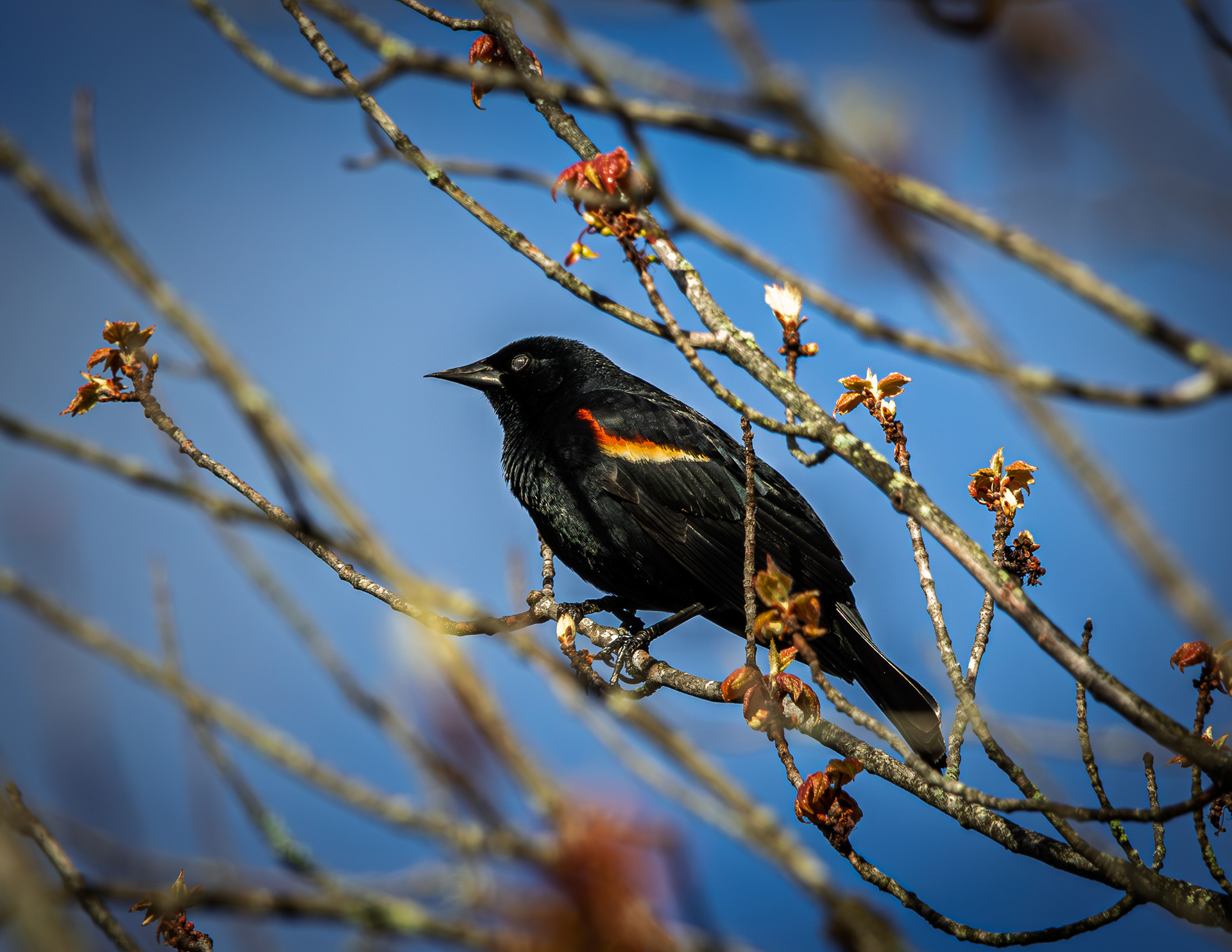 Male Red-winged Blackbird