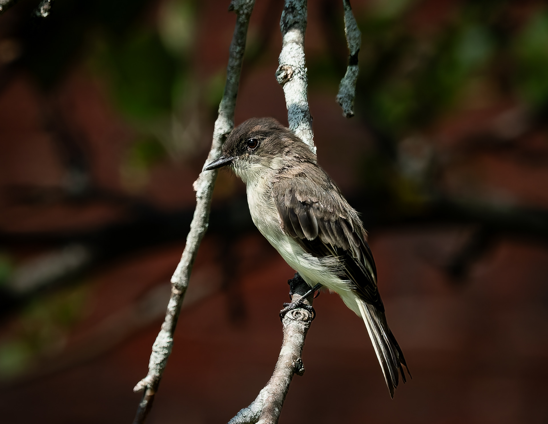 Eastern Phoebe No5