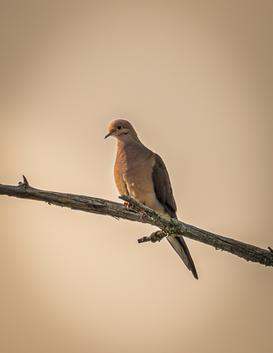 Mourning Dove