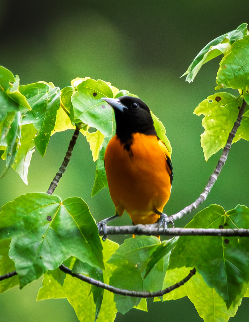 Male Baltimore Oriole - June 7, 2026