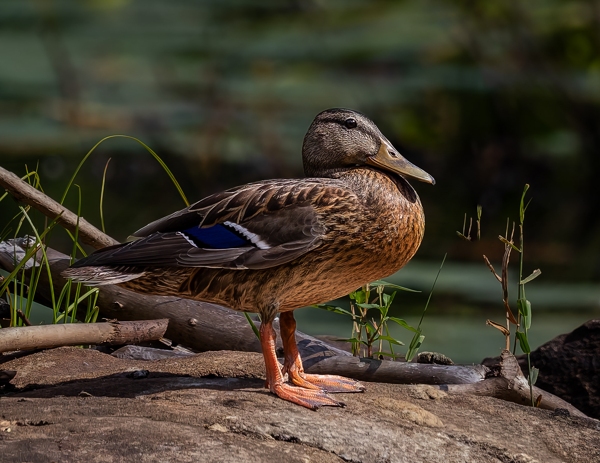 Mallard Hen