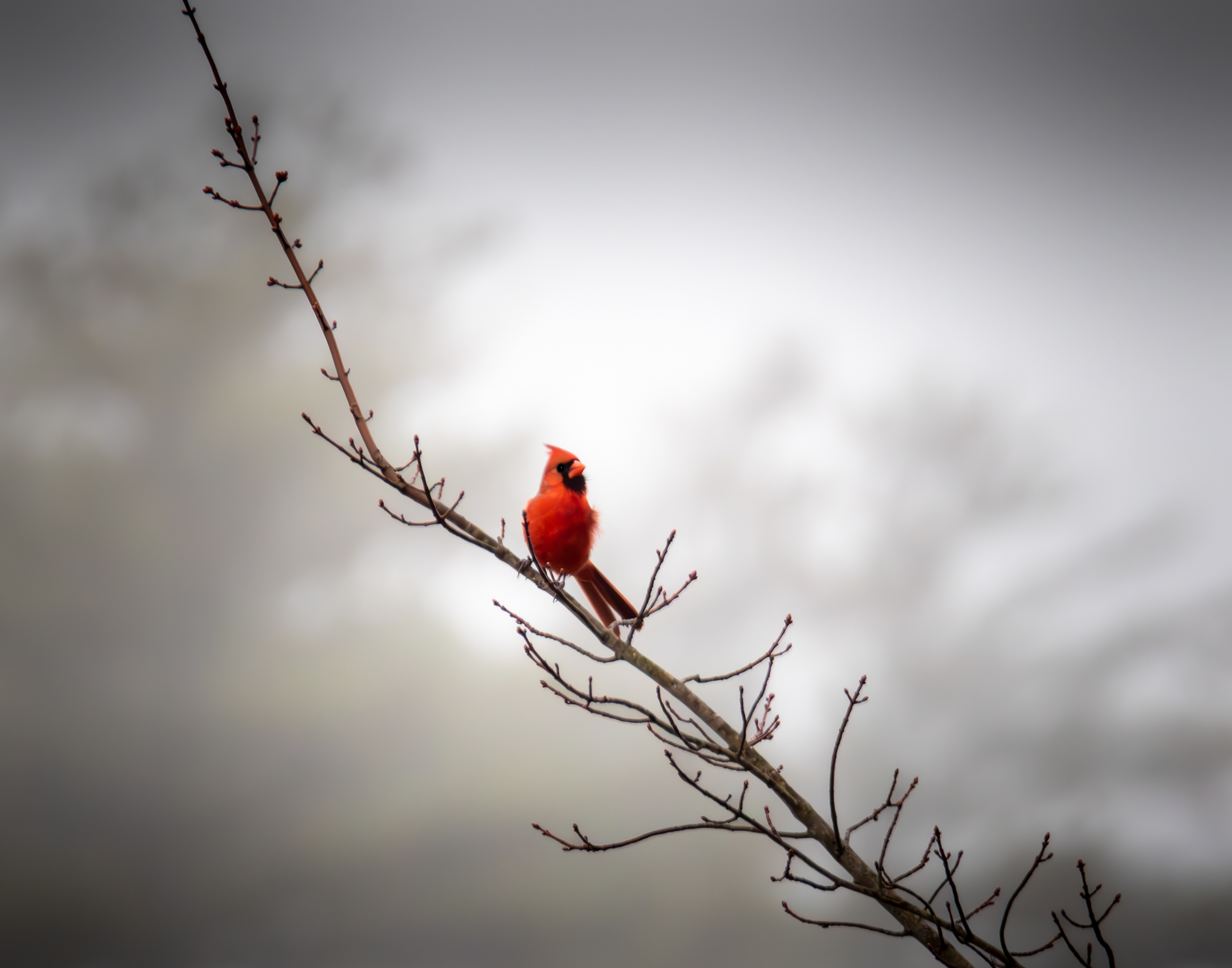 Male Northern Cardinal No2