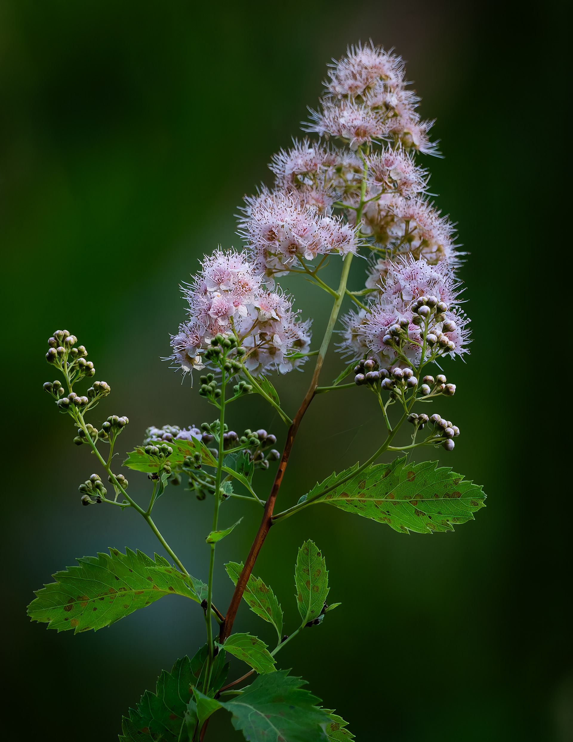 Wildflowers