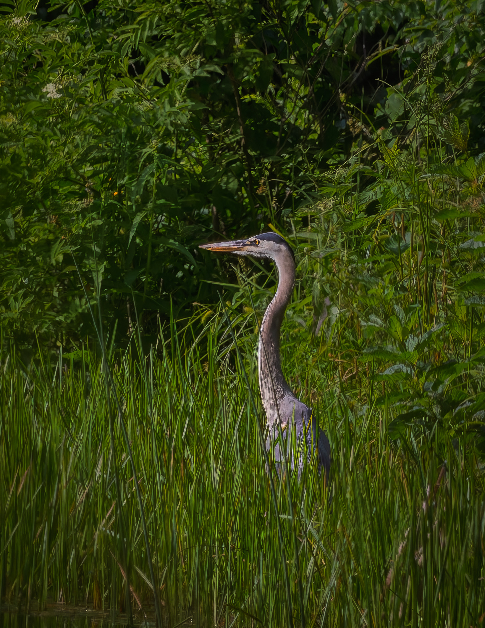 Great Blue Heron No1