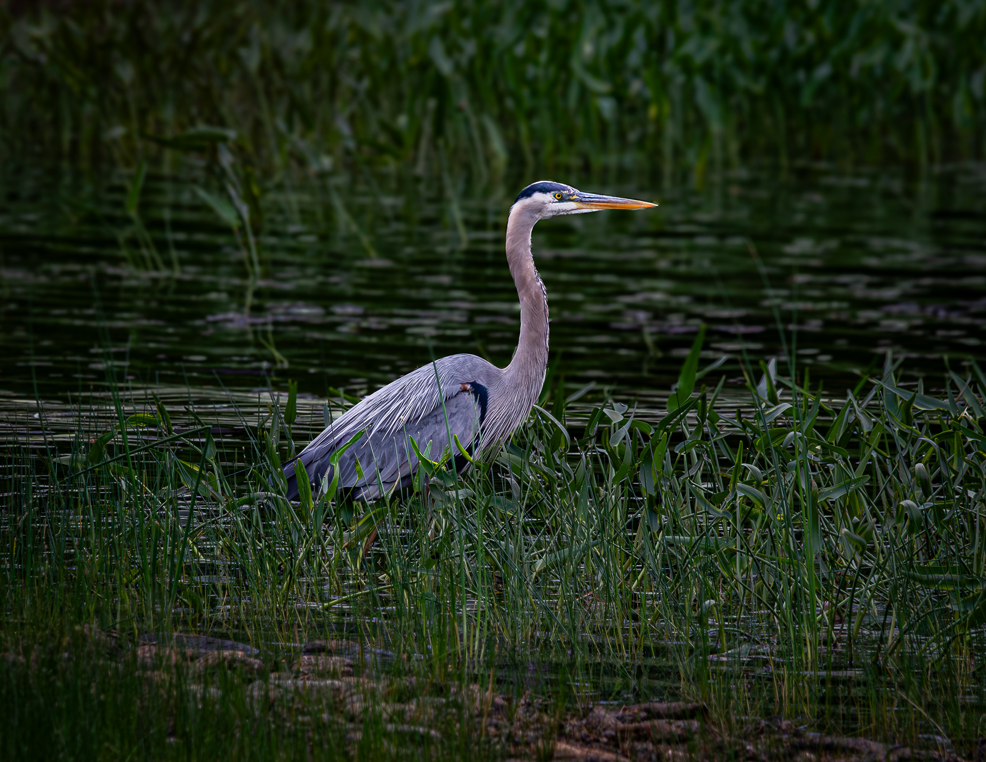 Great Blue Heron No1