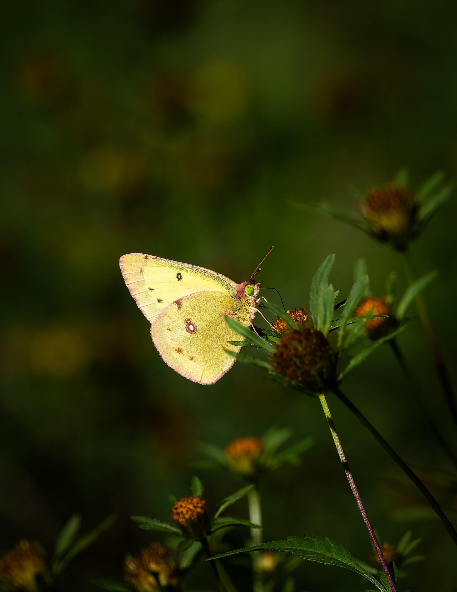 Clouded Sulphur Butterfly No2 - September 10, 2026