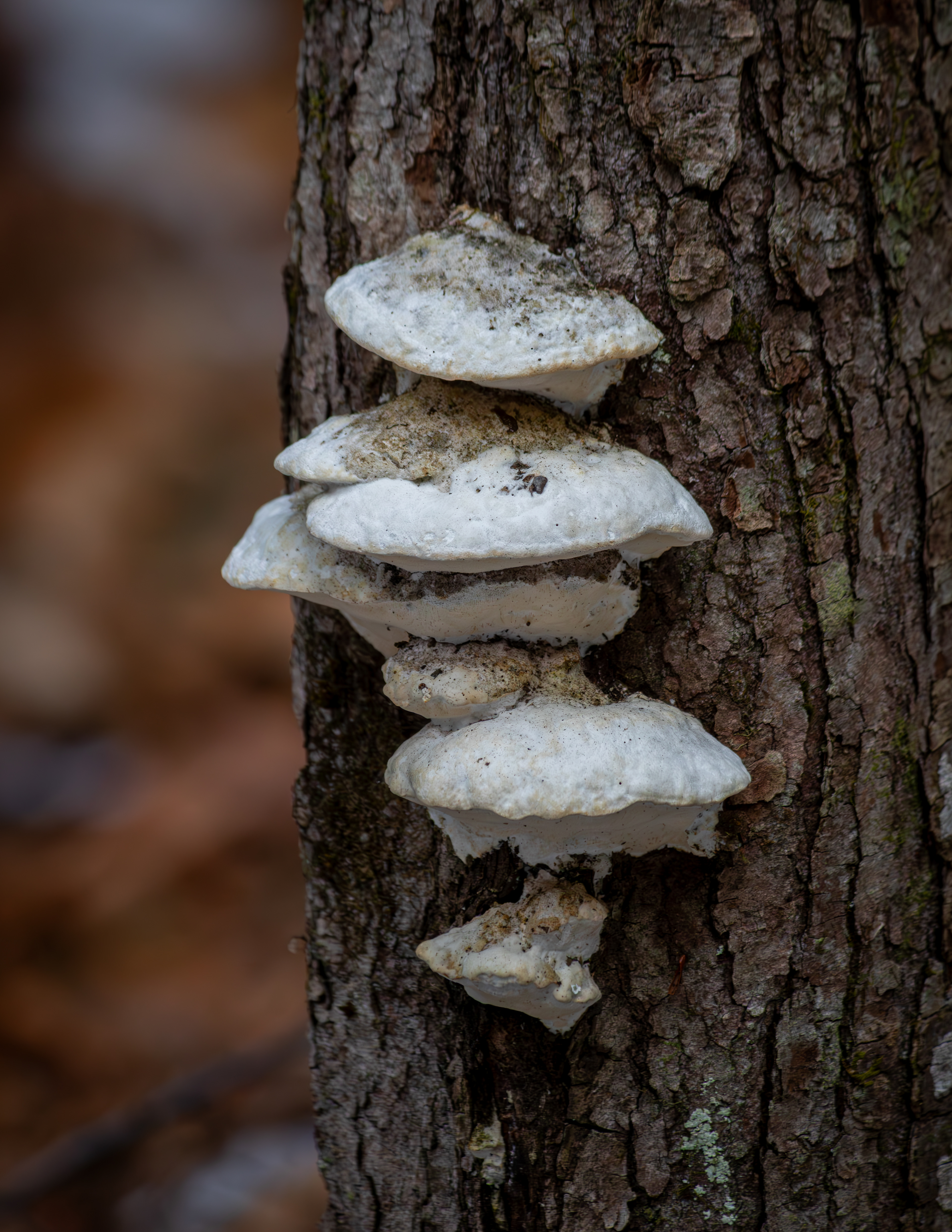 Fungi on Meadow Pond Trail - Color