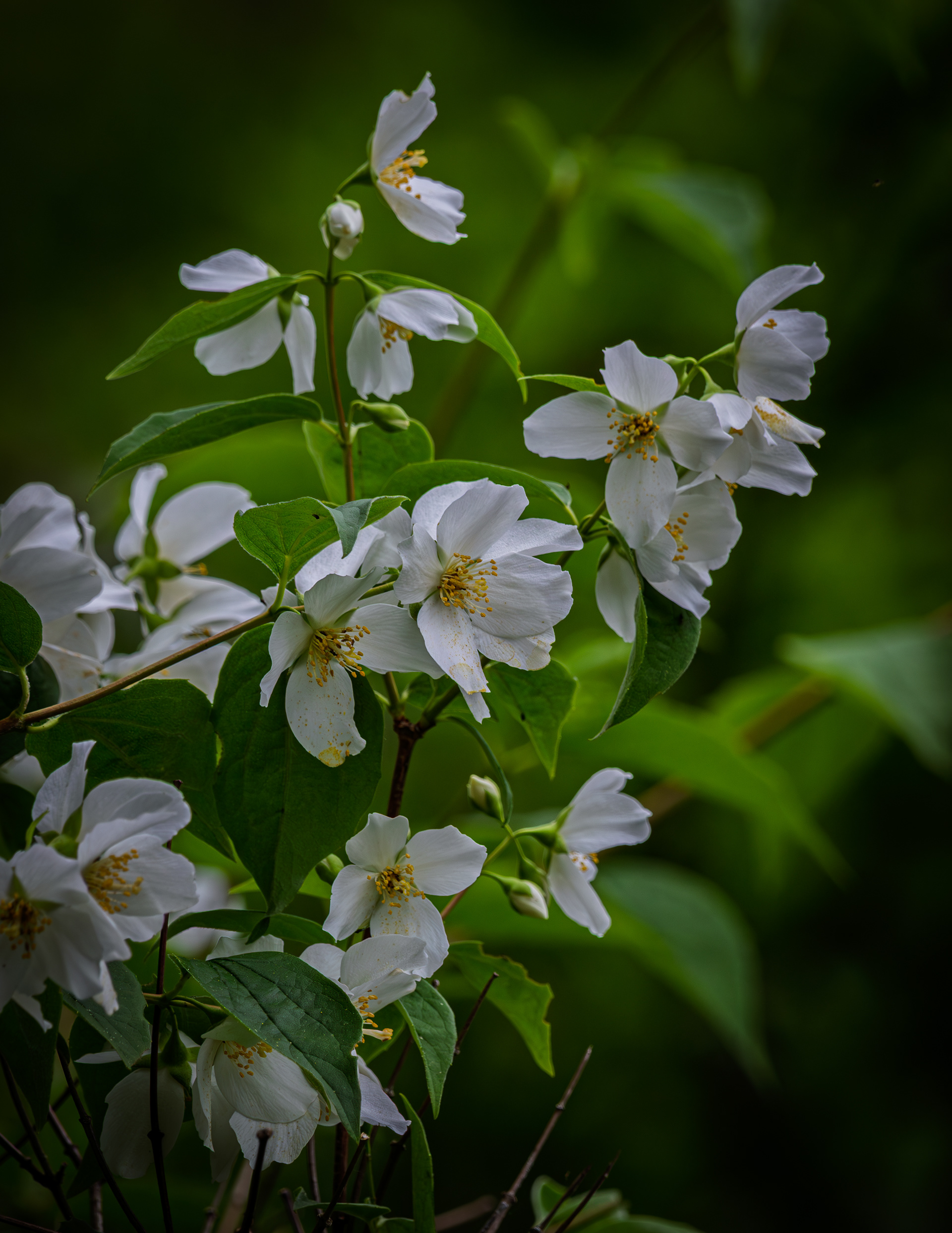 Mock Orange
