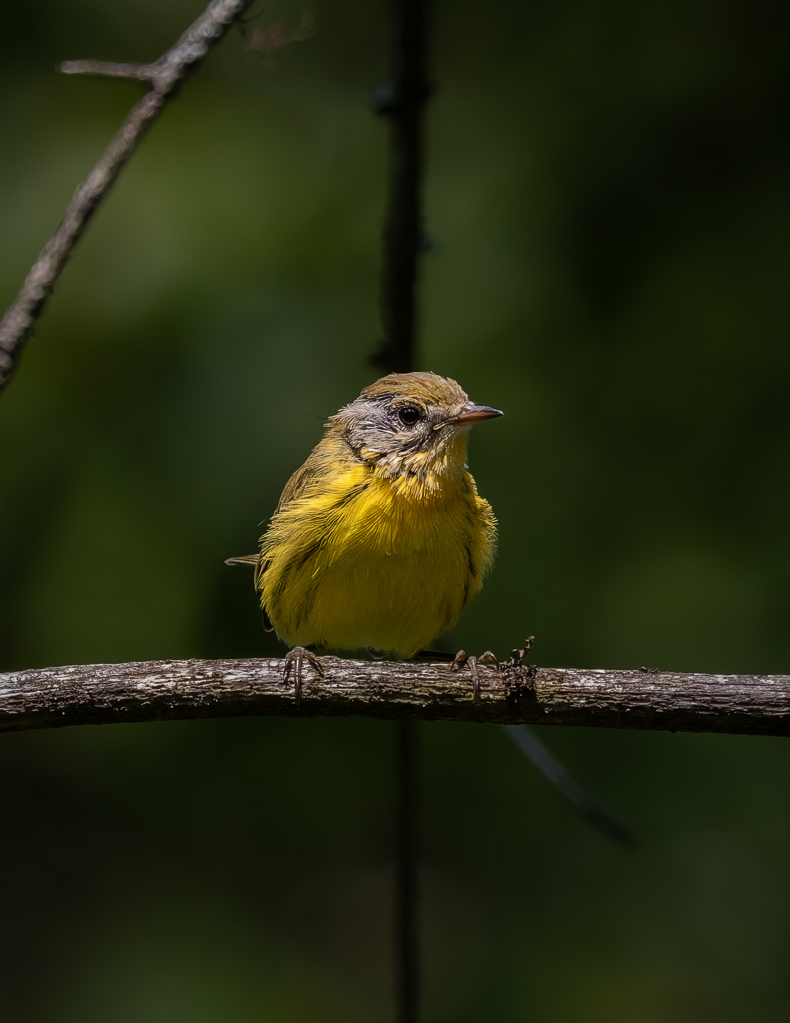 Molting Male Yellow-throat