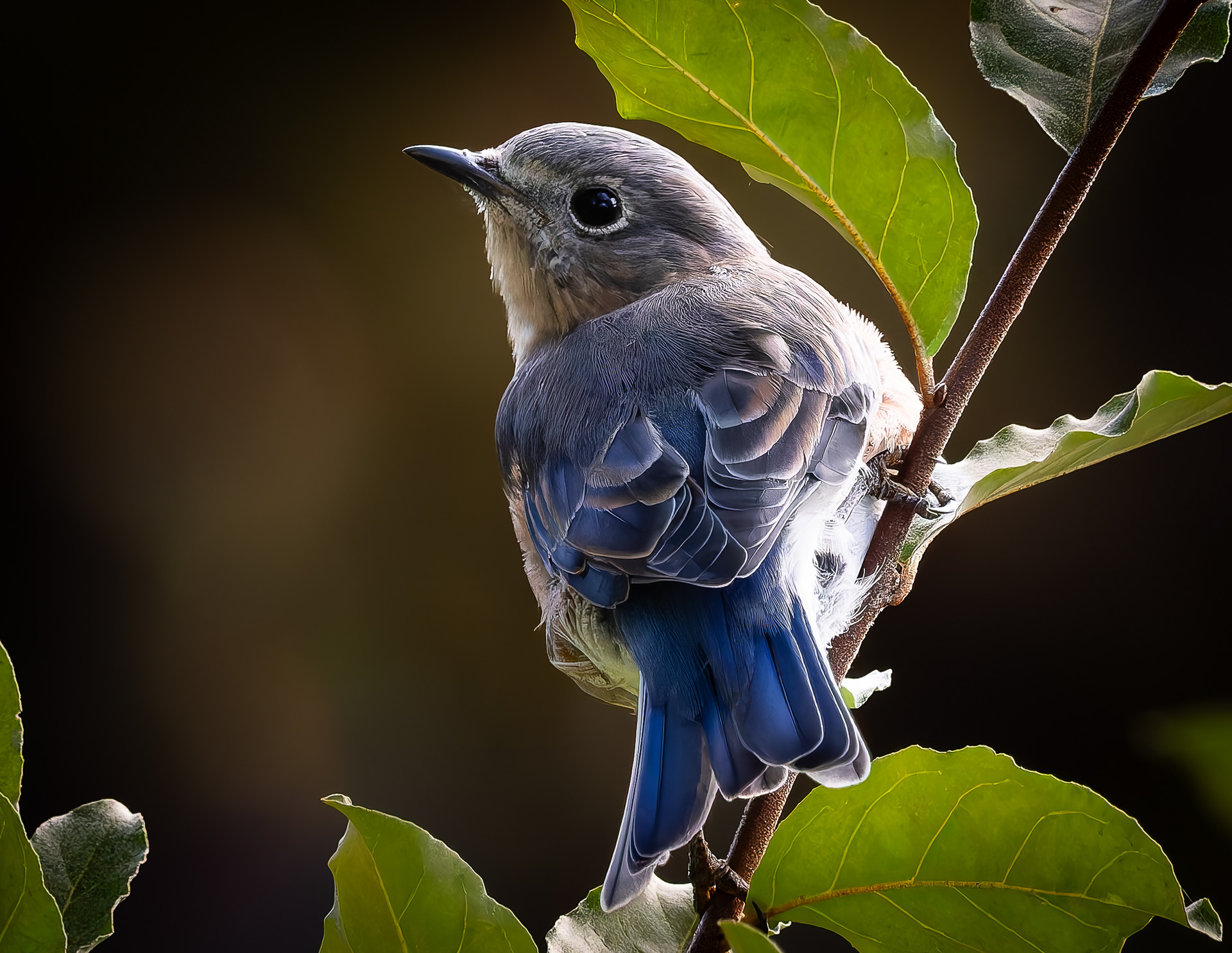 Juvenile Eastern Bluebird No2