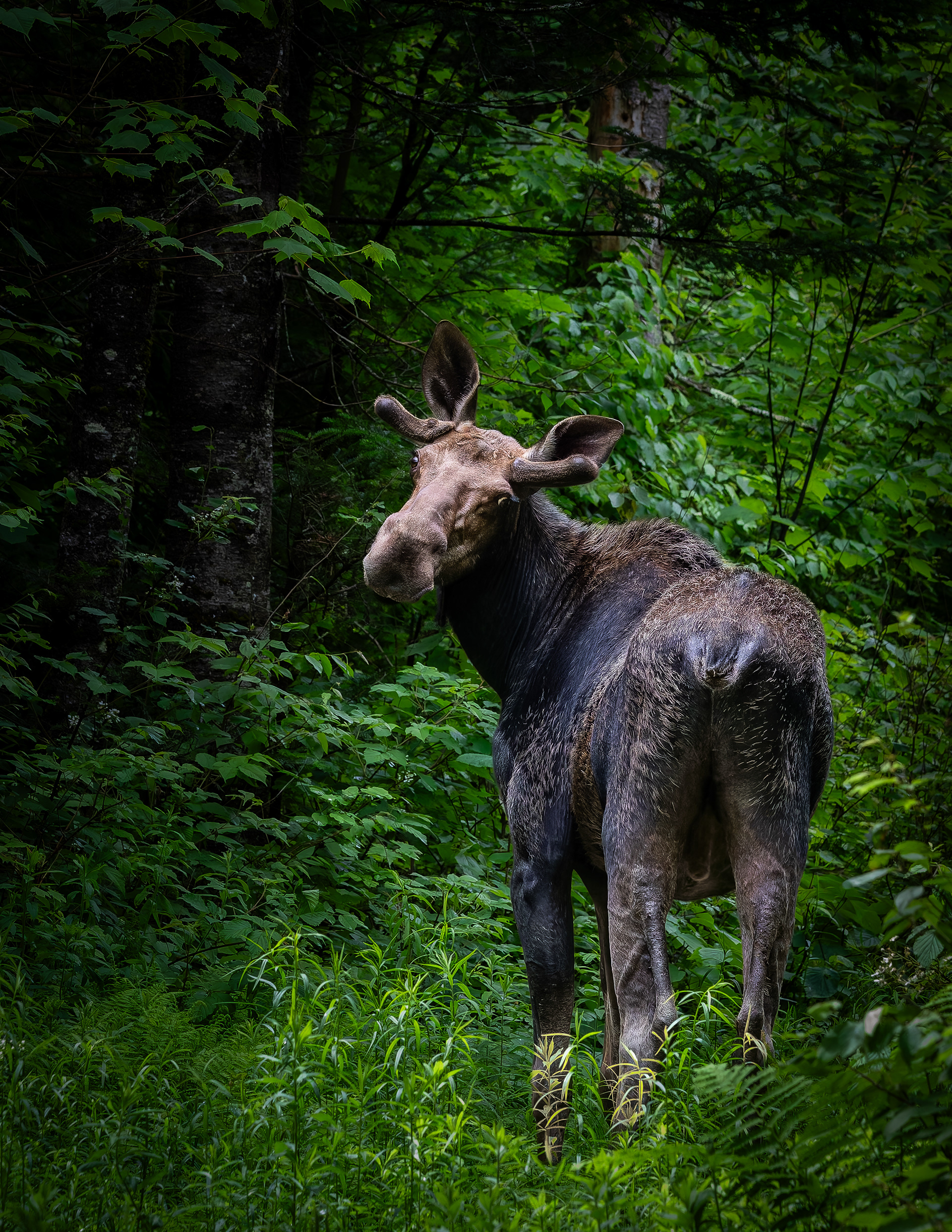 Young Bull Moose No5