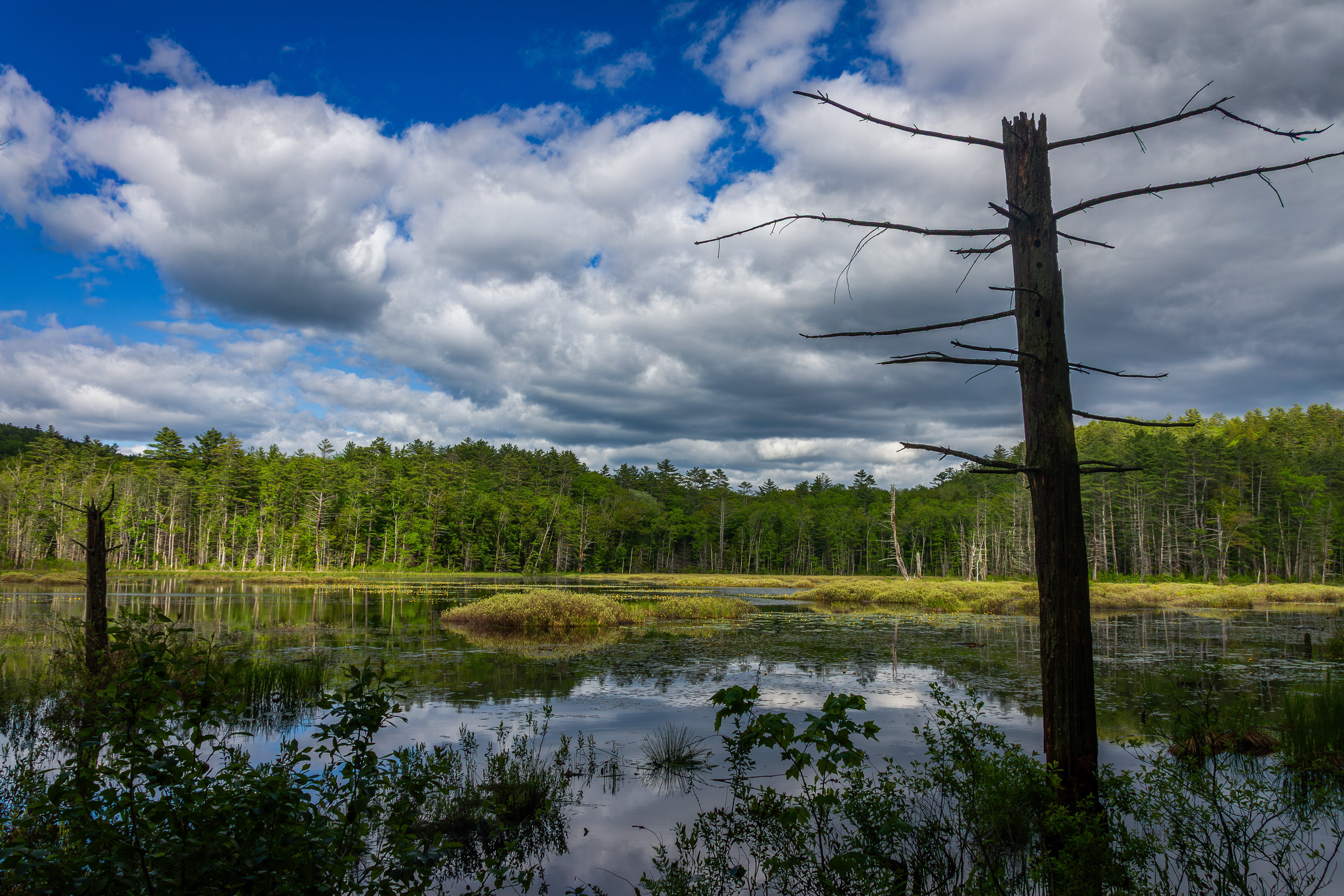 Quincy Bog No2