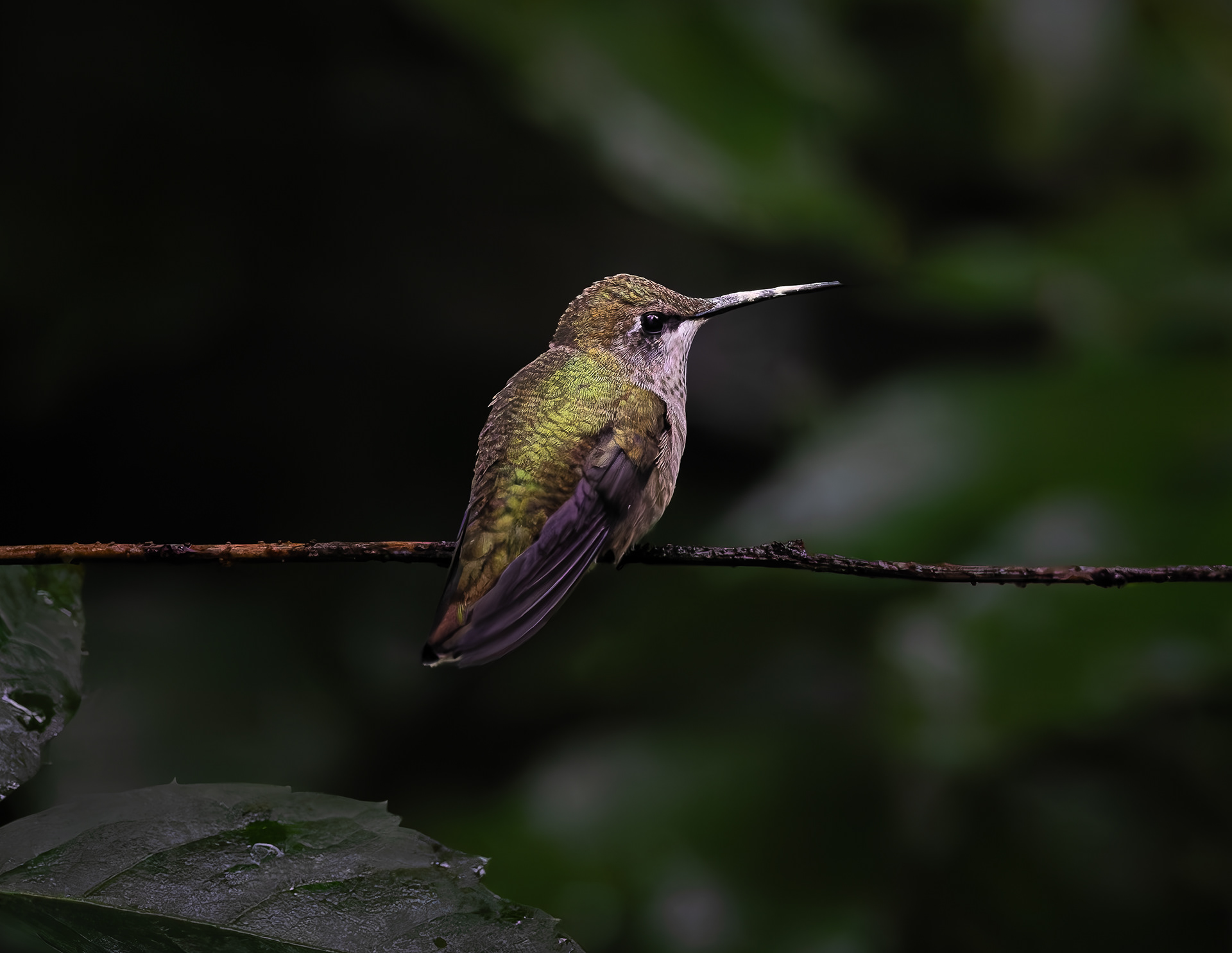 Ruby-throated hummingbird No3