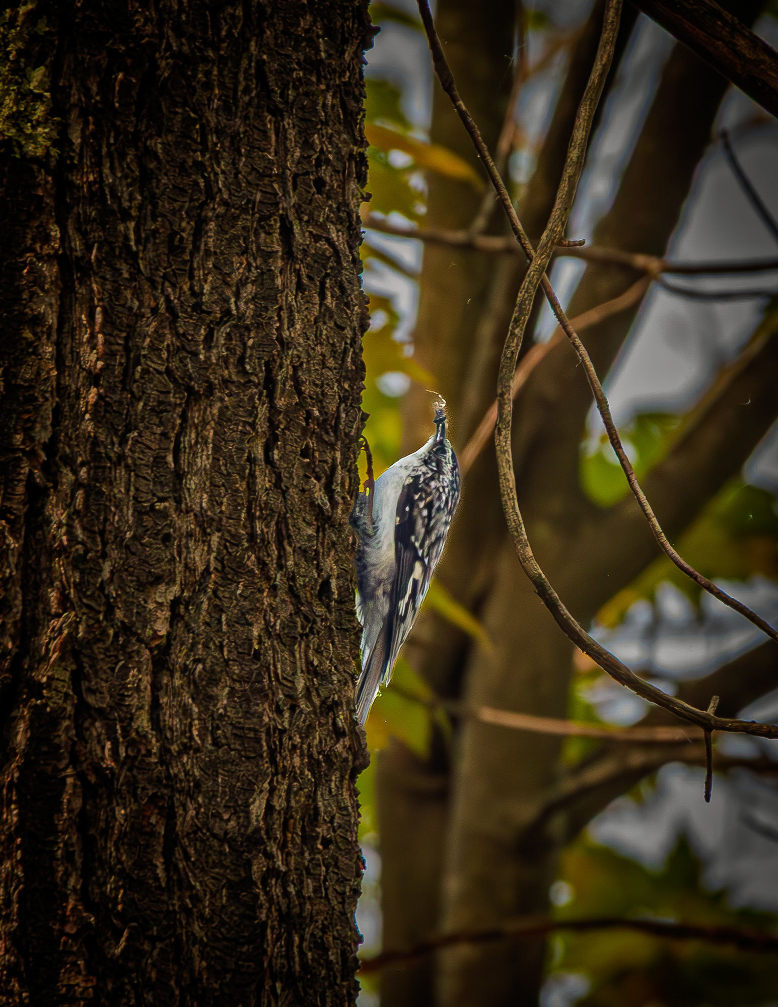 Brown Creeper