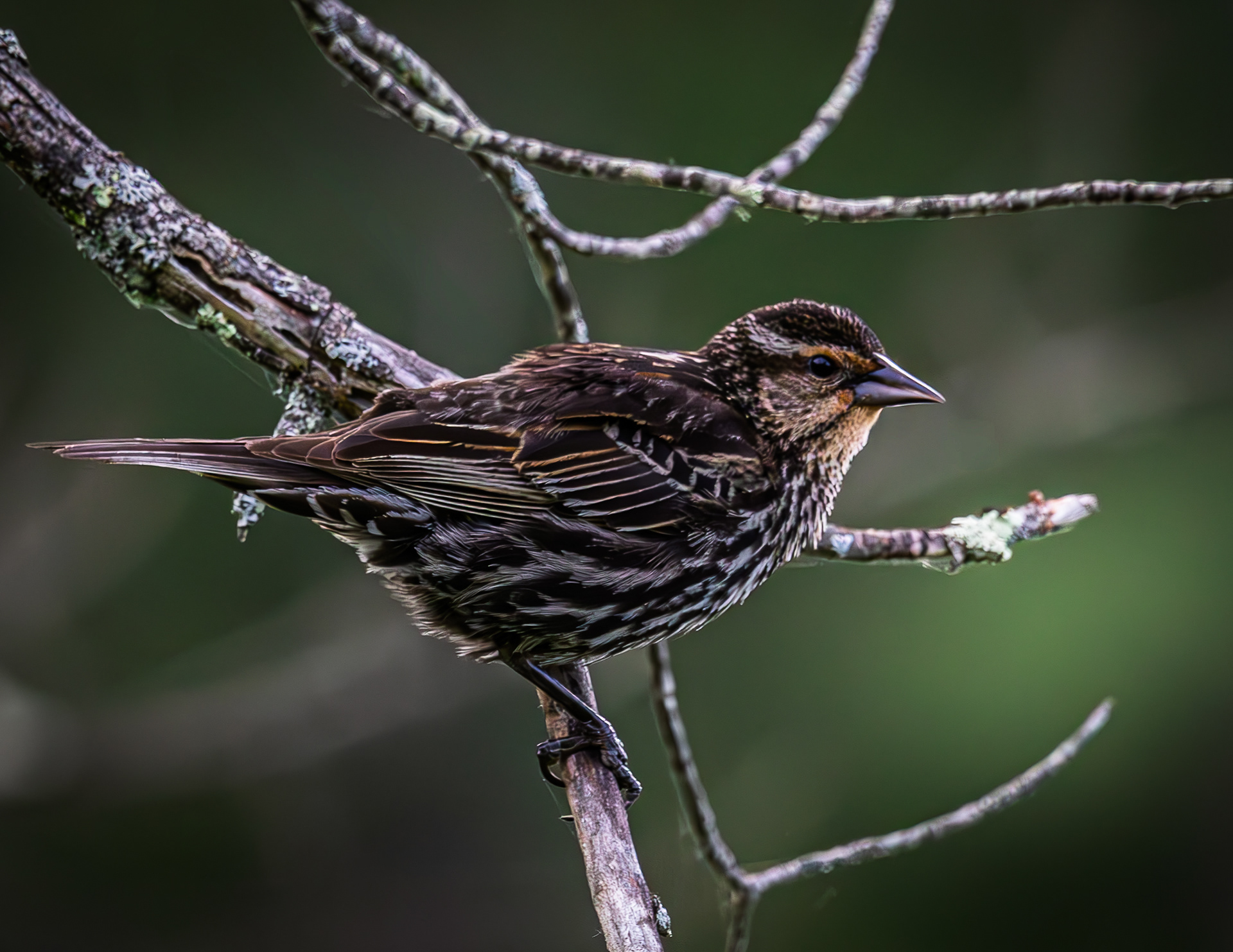 Female Red-winged Blackbird - June 7, 2026