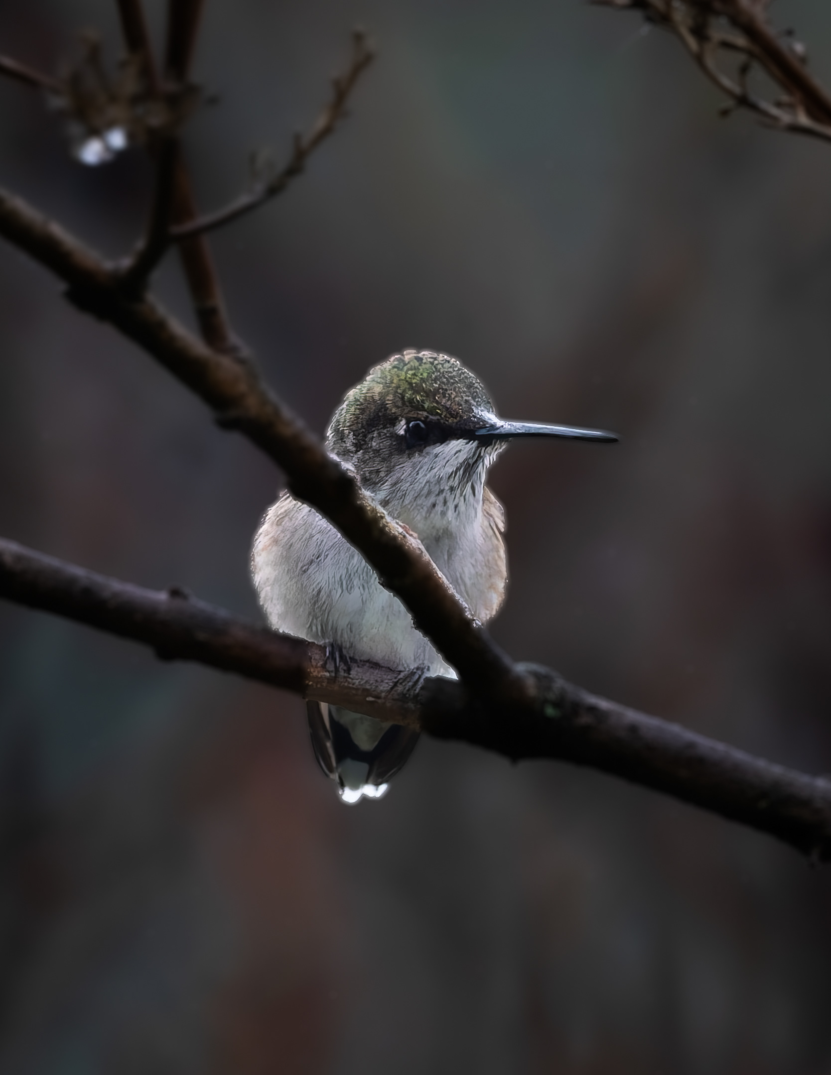 Ruby-throated hummingbird No2