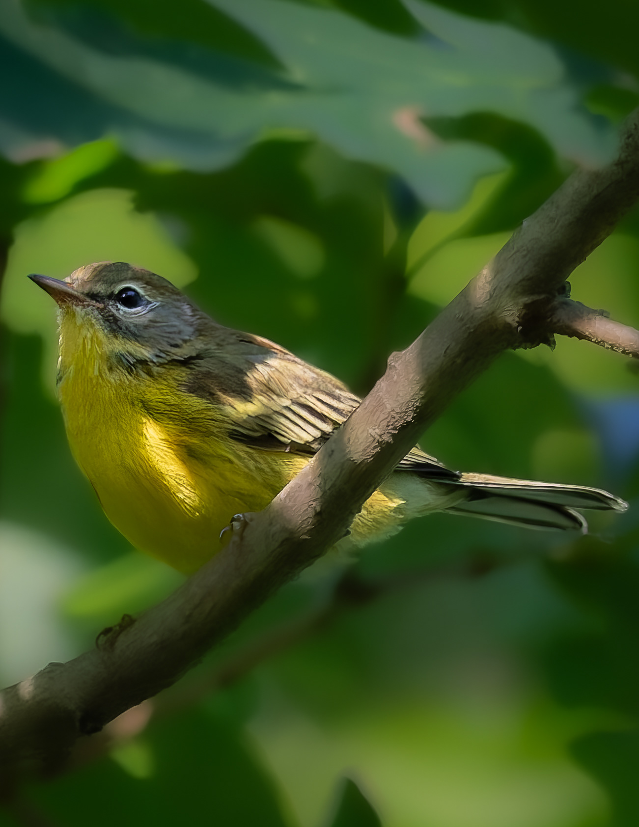 Magnolia Warbler