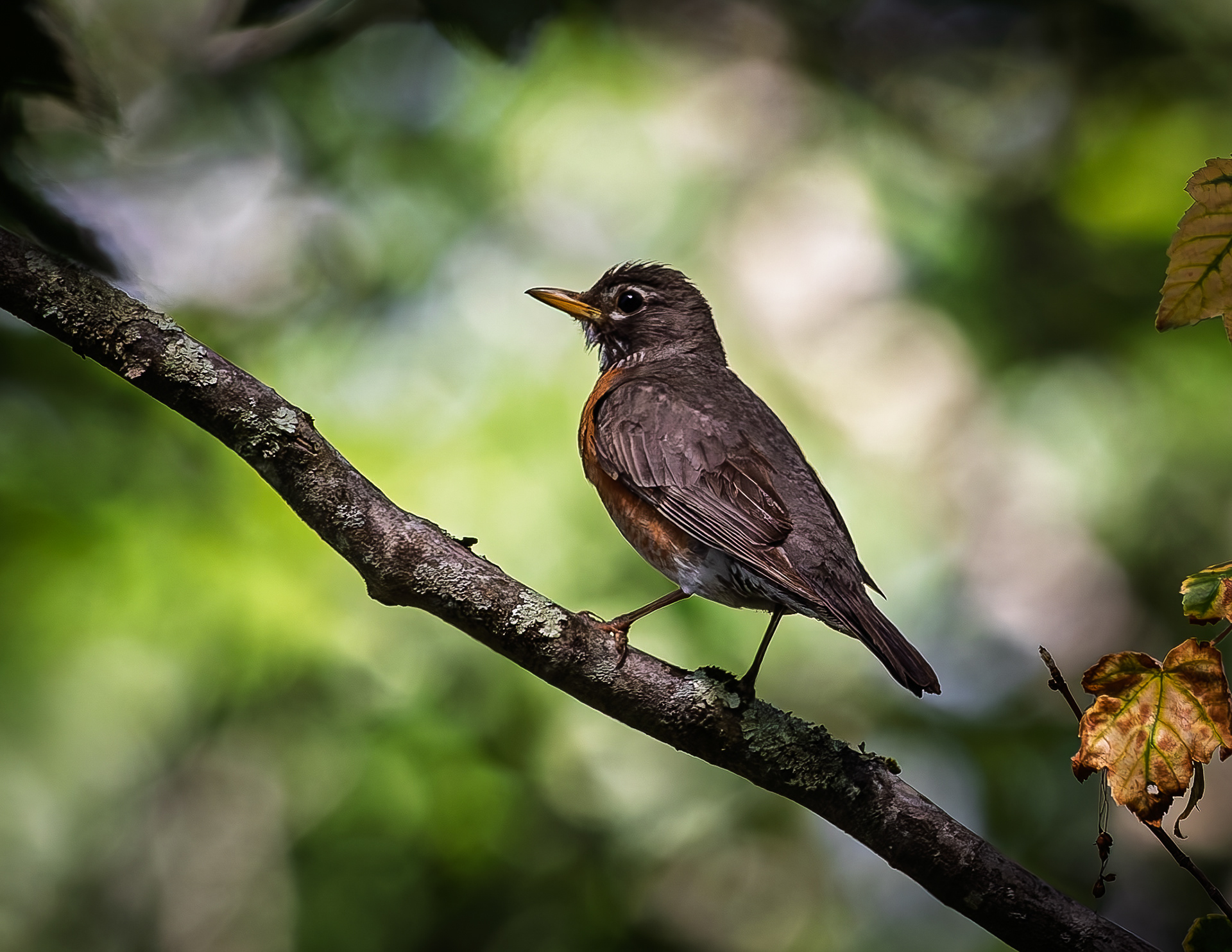 American Robin No1