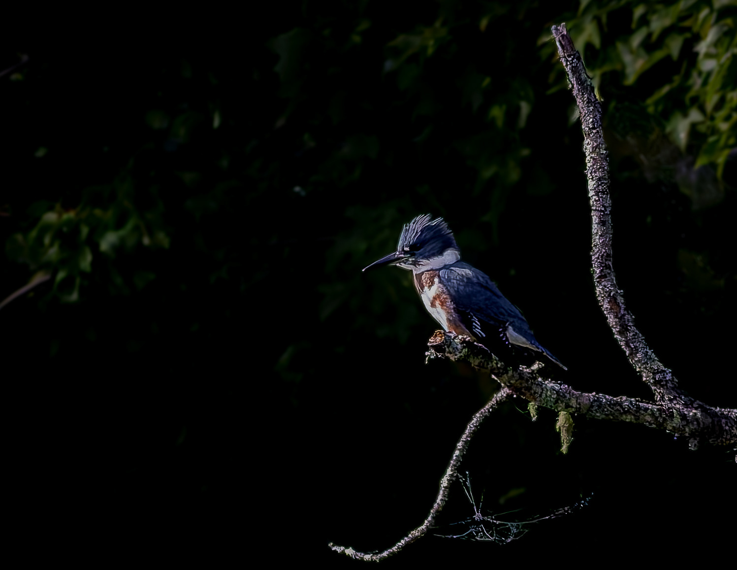 Belted Kingfisher - August 24, 2026