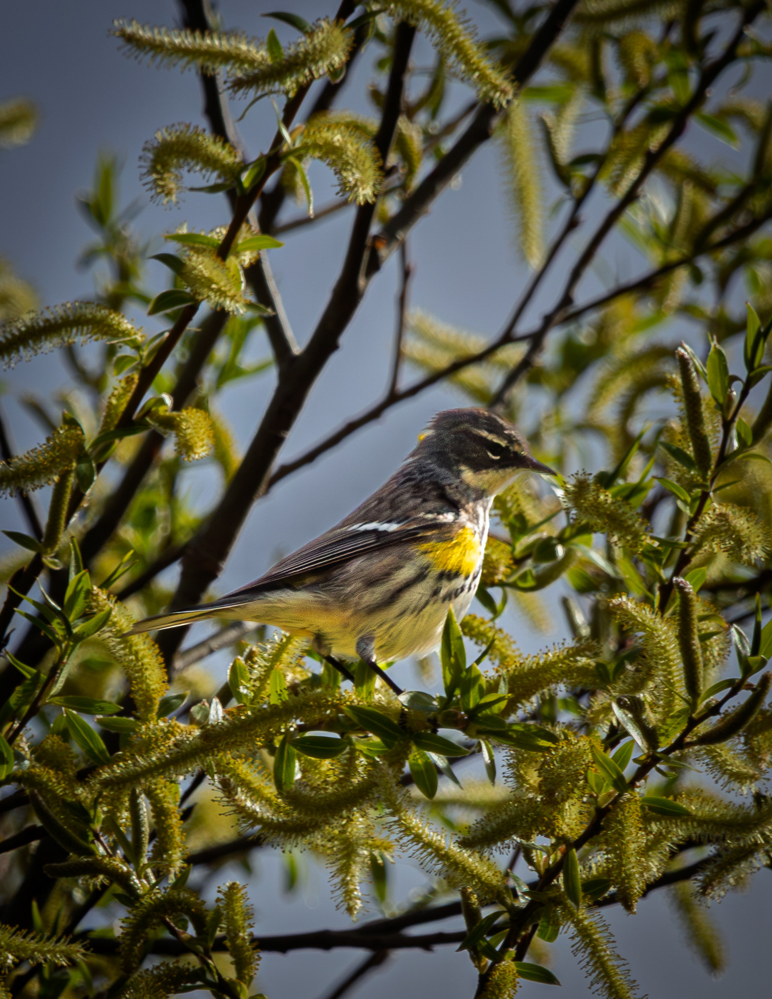 Yellow Rumped Warbler