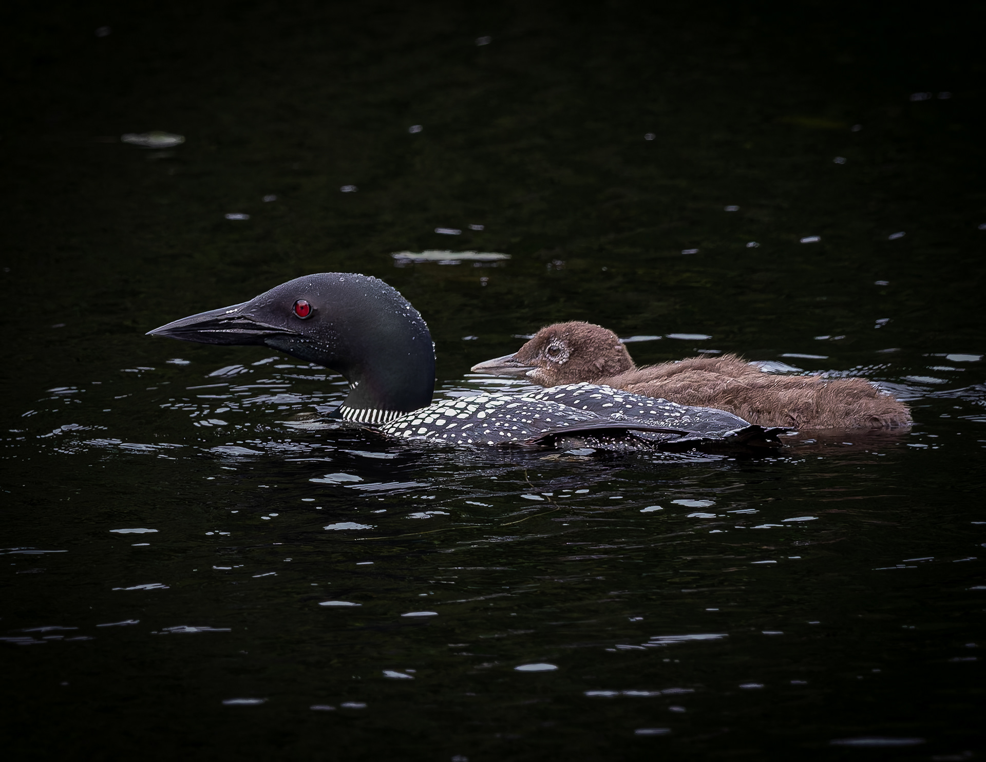 Common Loon Hen with Chick No9
