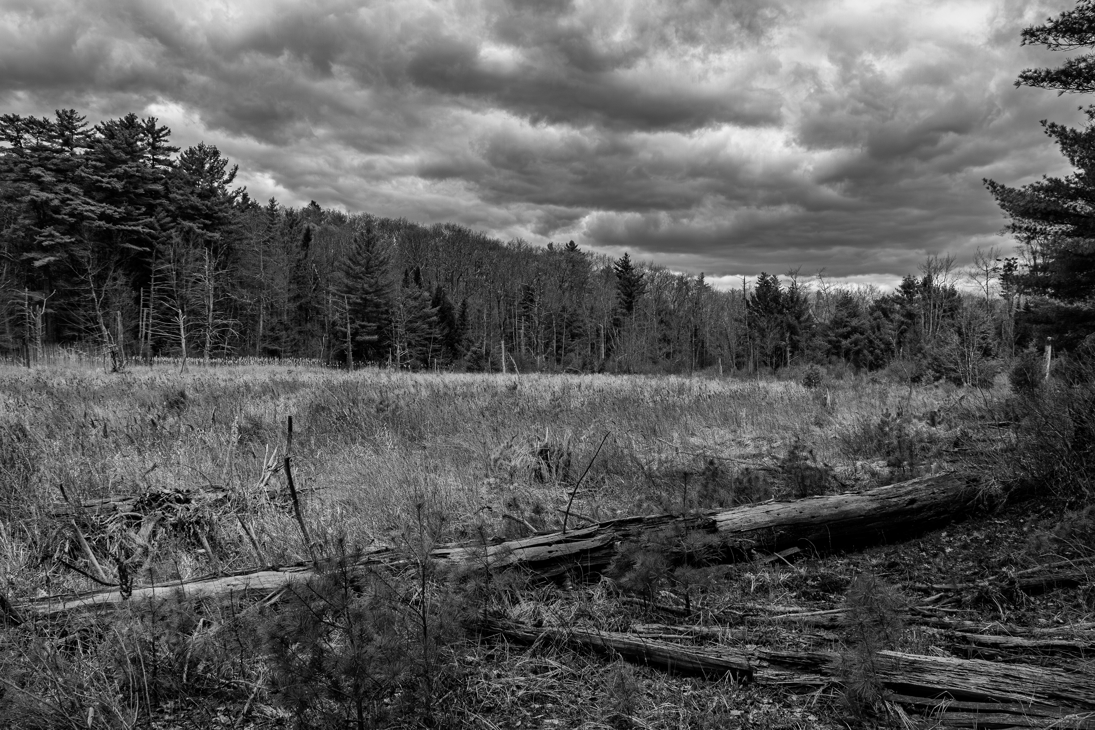 Beaver Woods Marsh - May 12, 2026