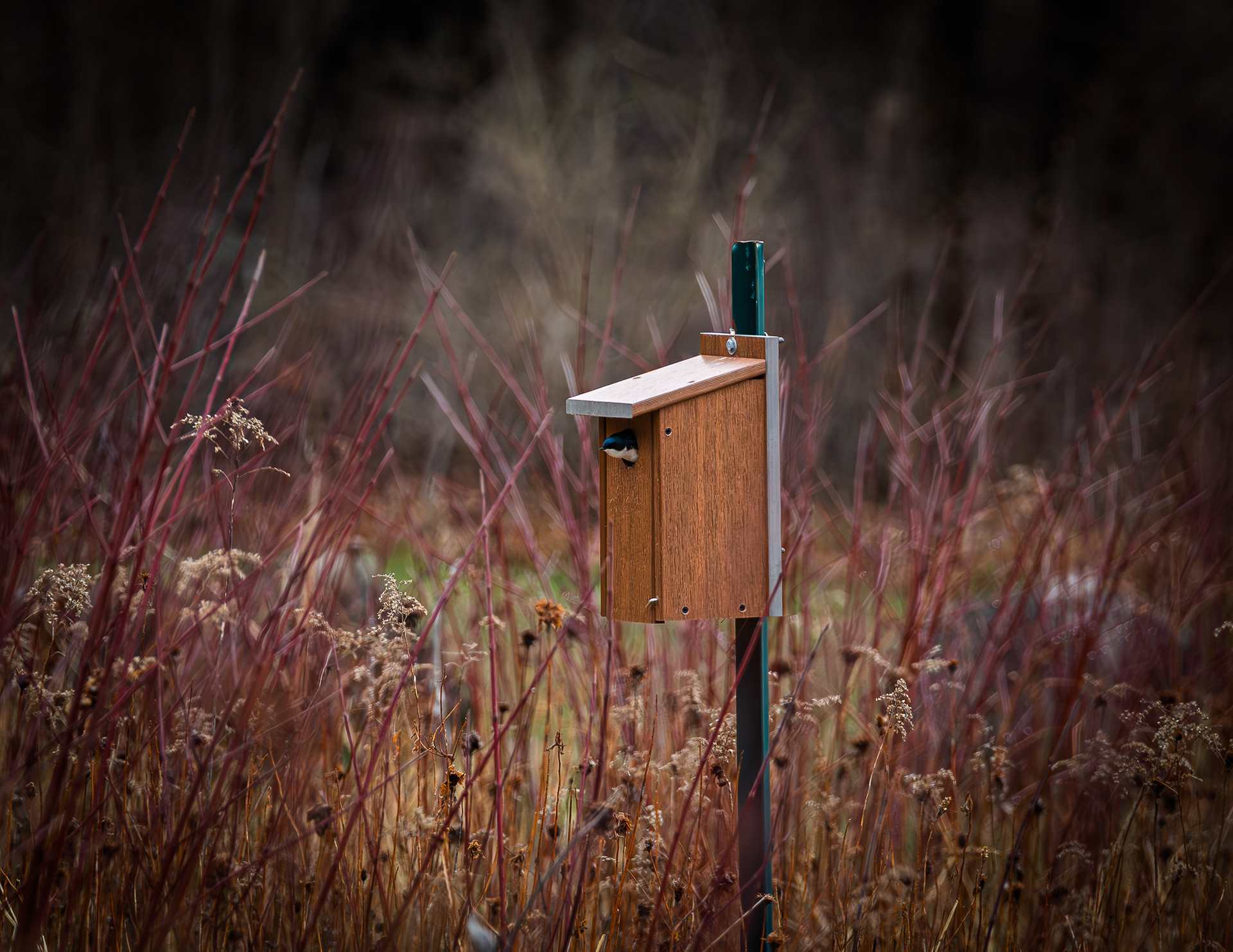 Tree Swallow in Birdhouse No1