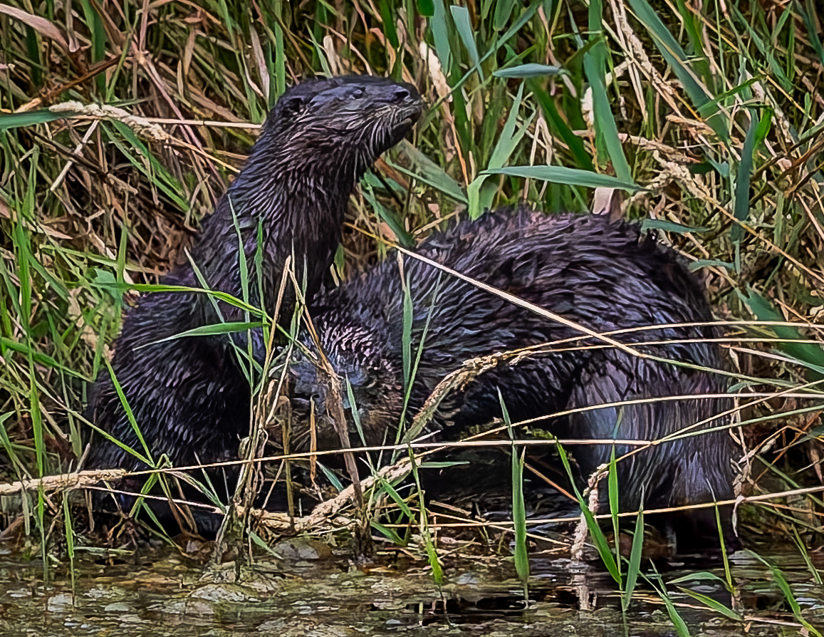 River Otters No3