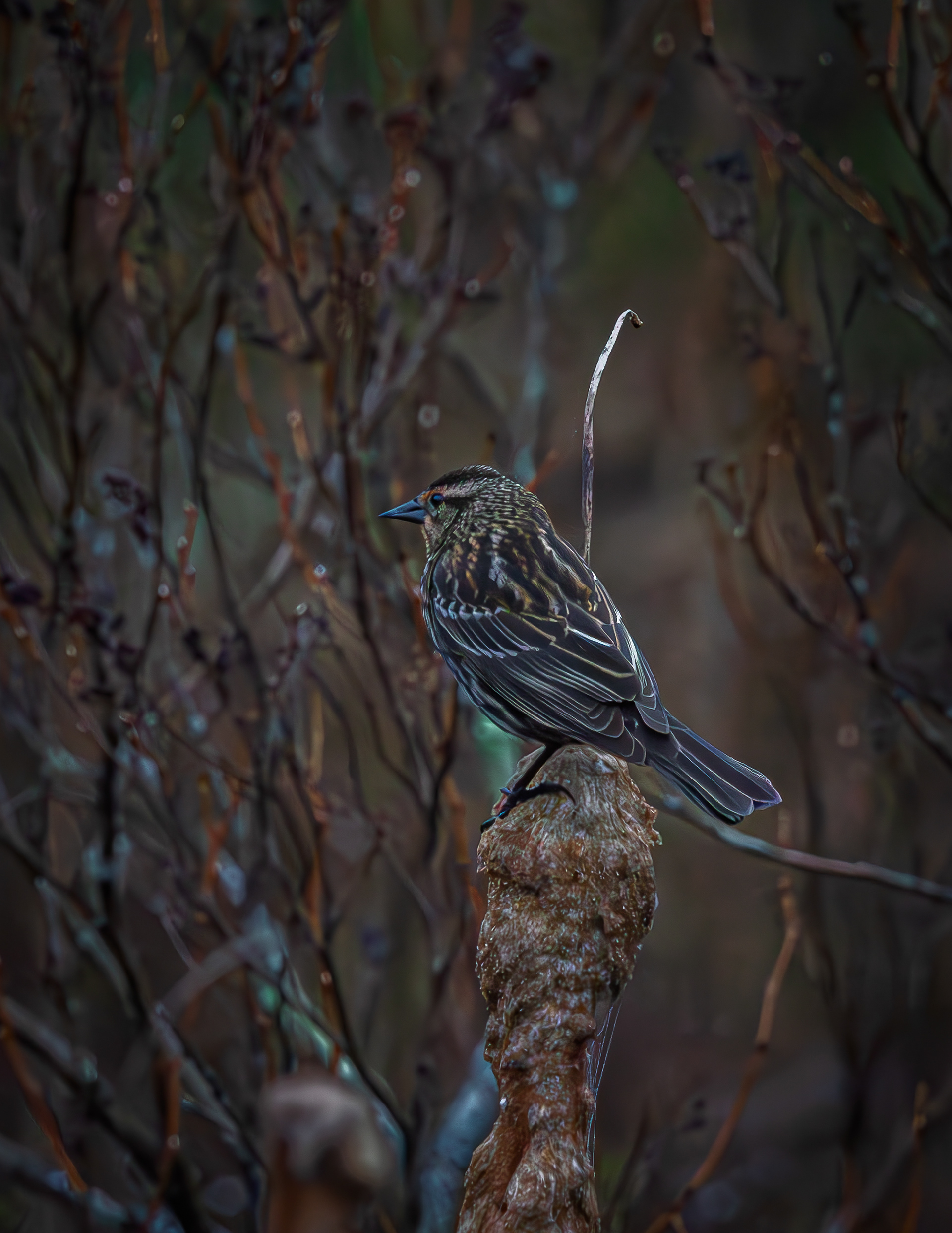 Female Red-winged Blackbird