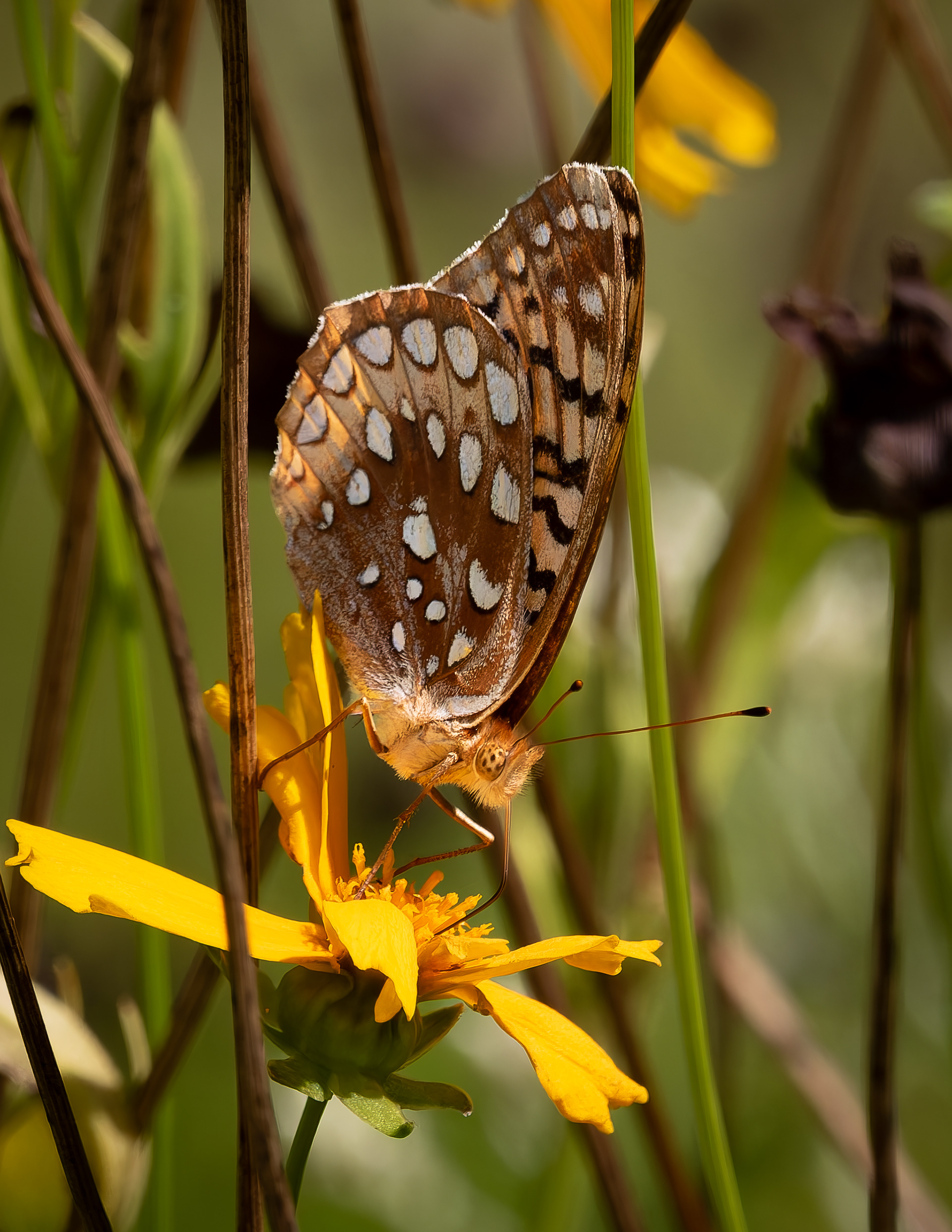 Great Spangled Fritillary No11