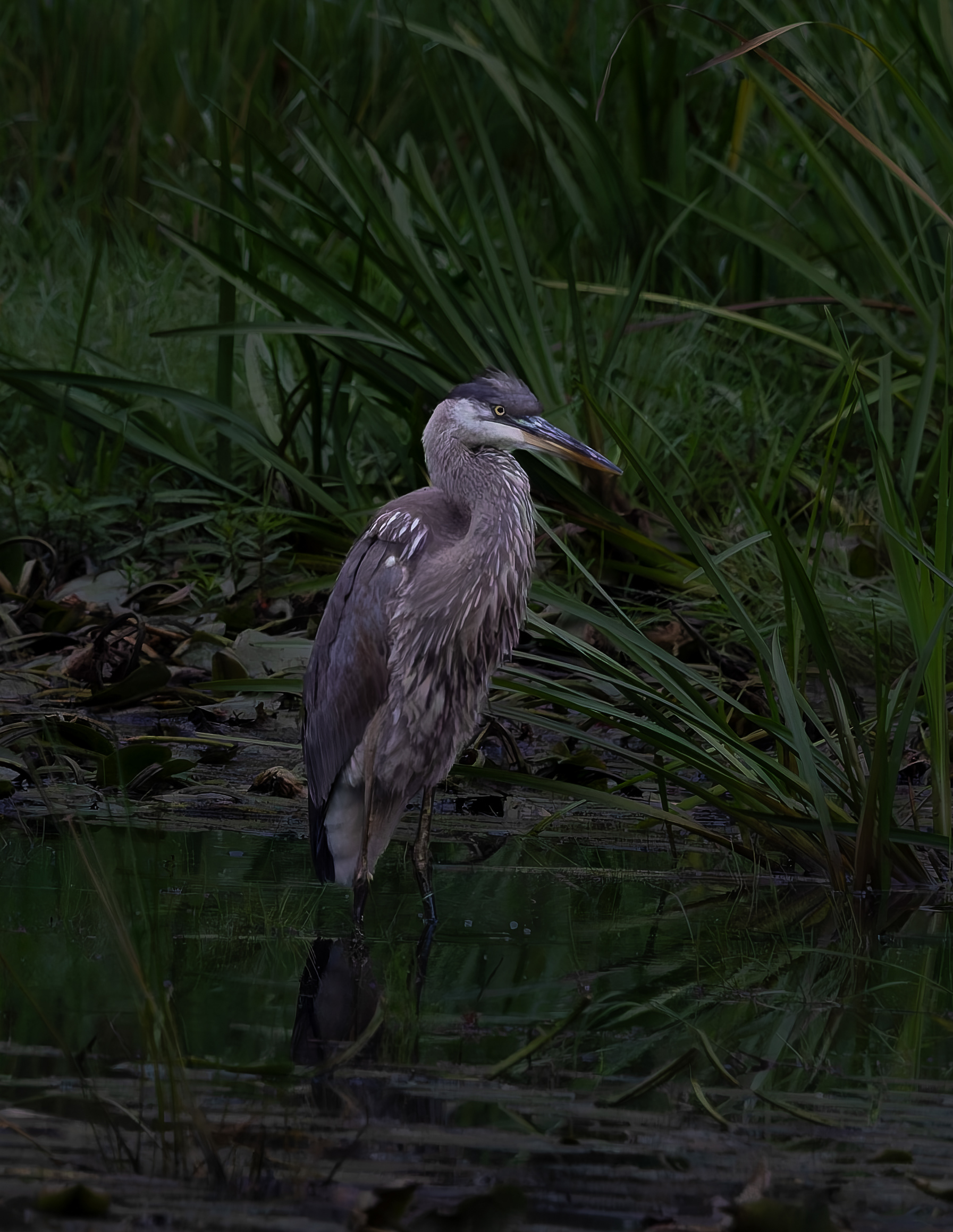 Great Blue Heron No9