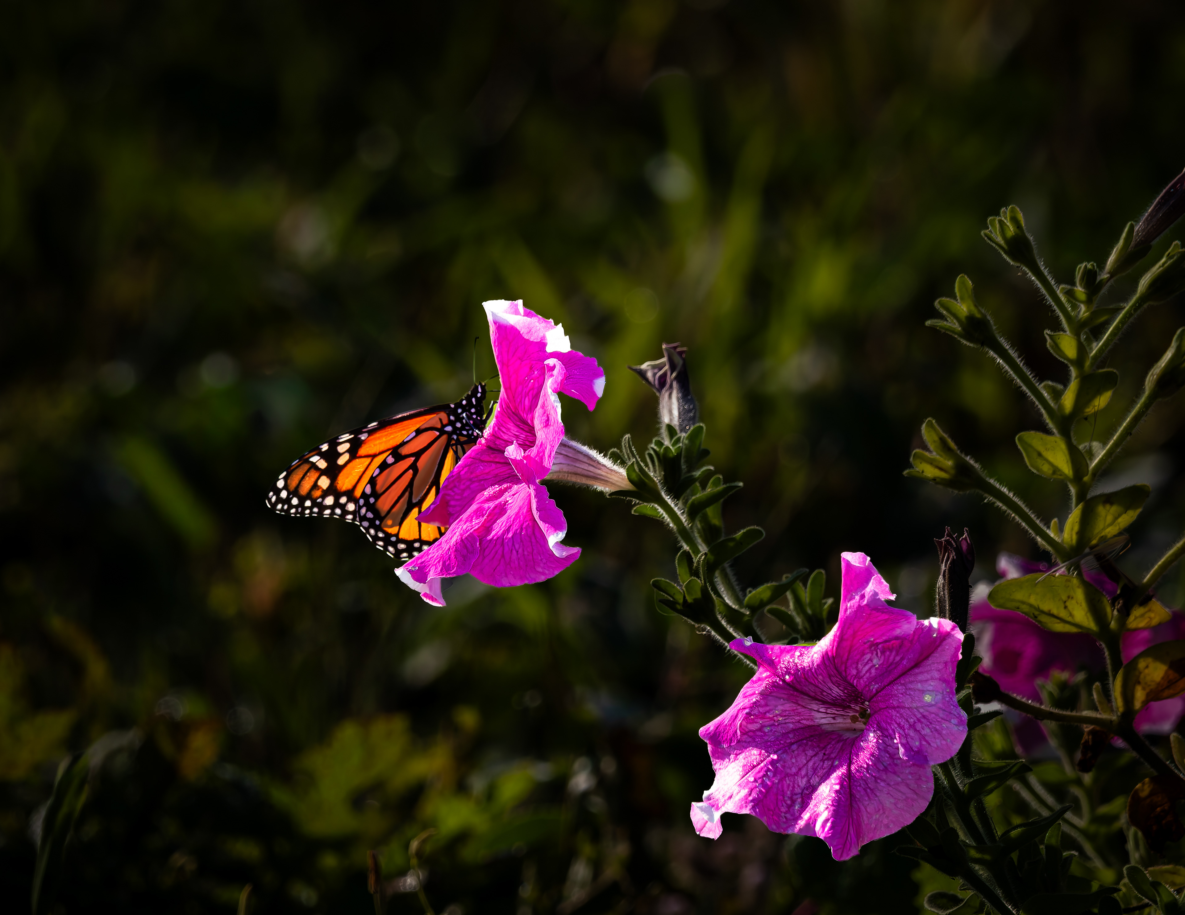 Monarch Butterfly - September 16, 2026