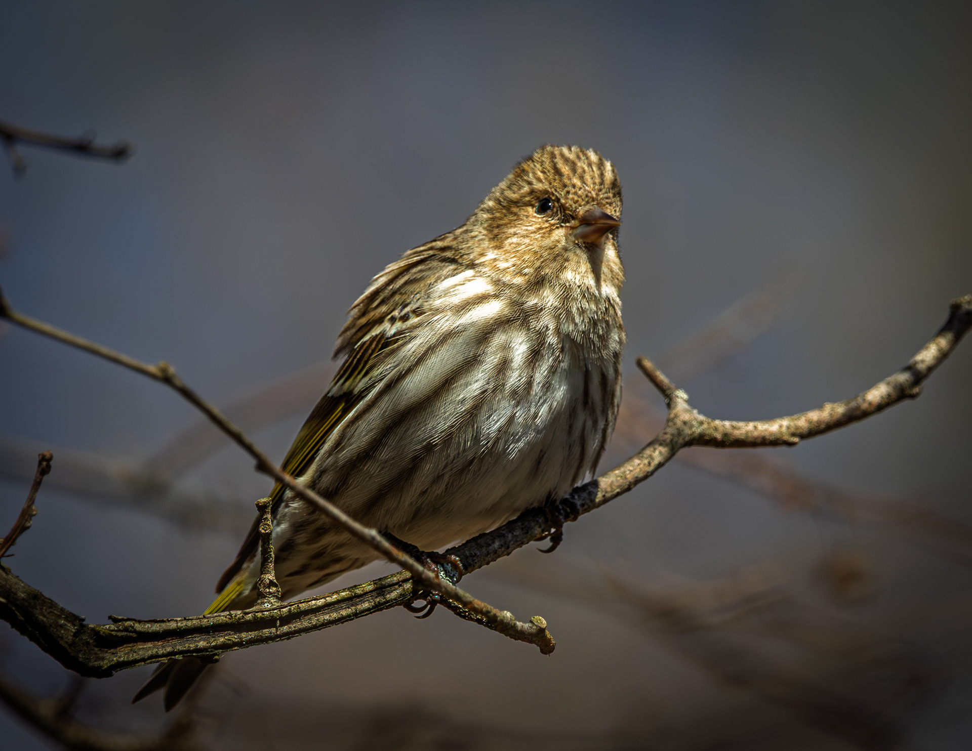 Sparrow at CSV No3