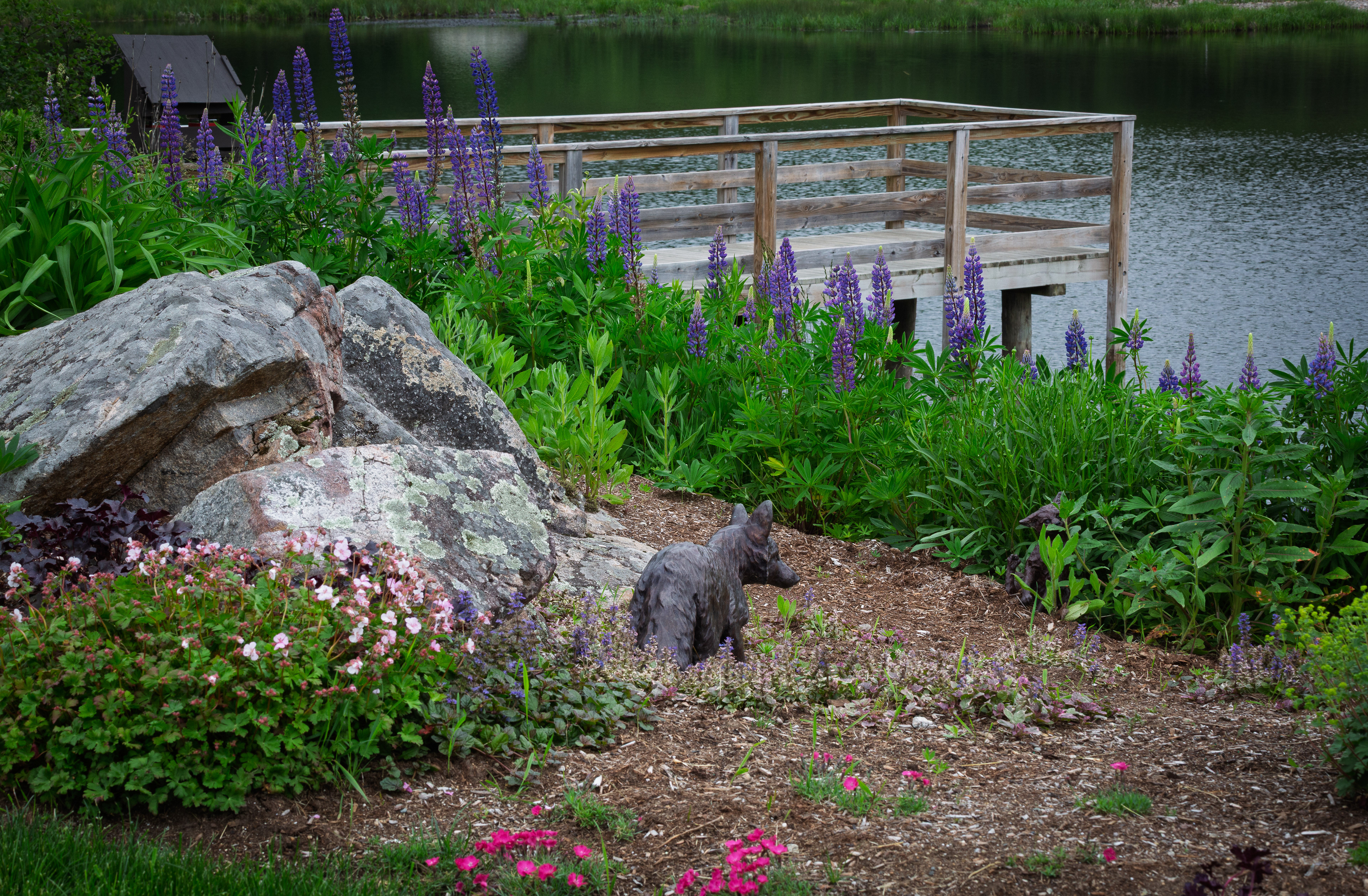 Fox Garden at Shannon Pond
