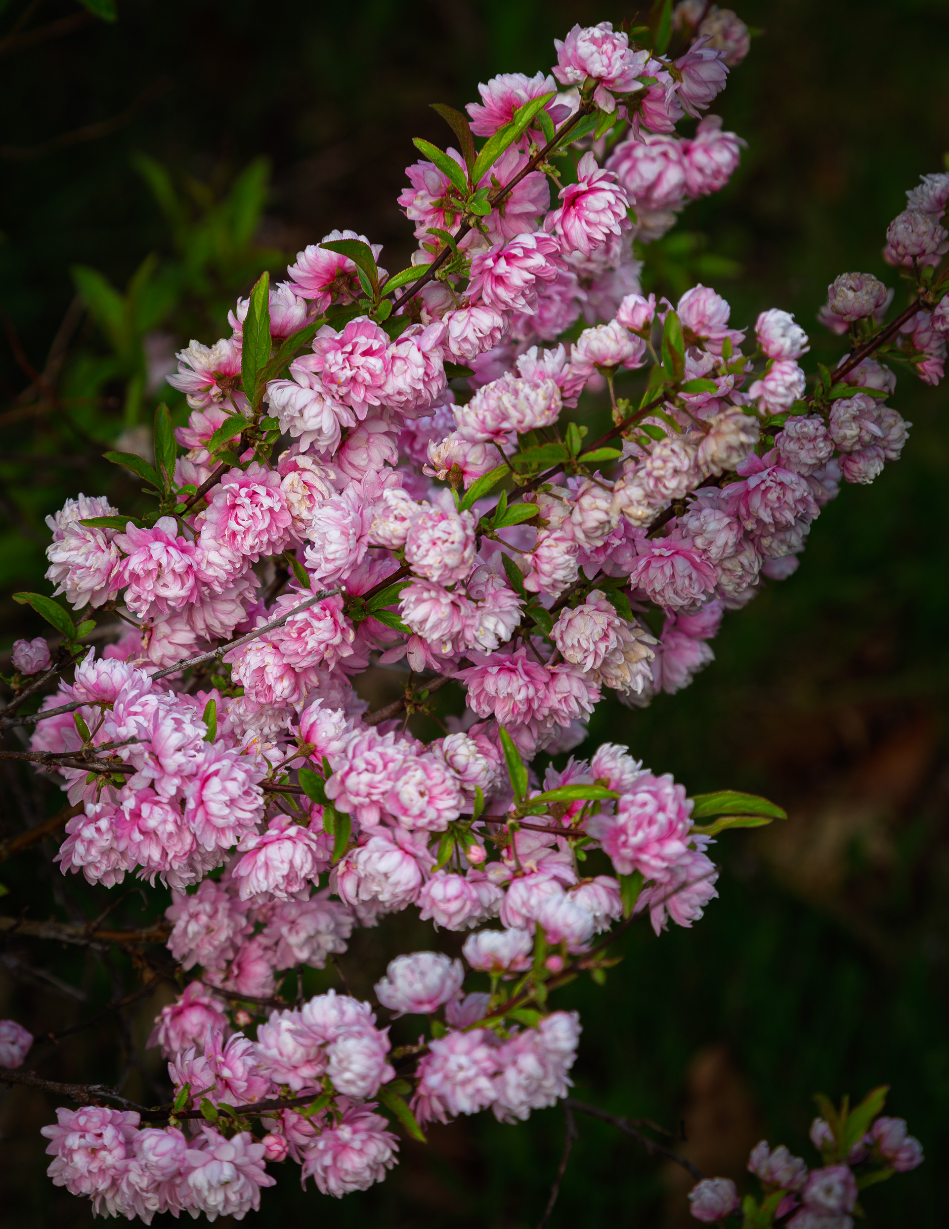 Flowering Almond