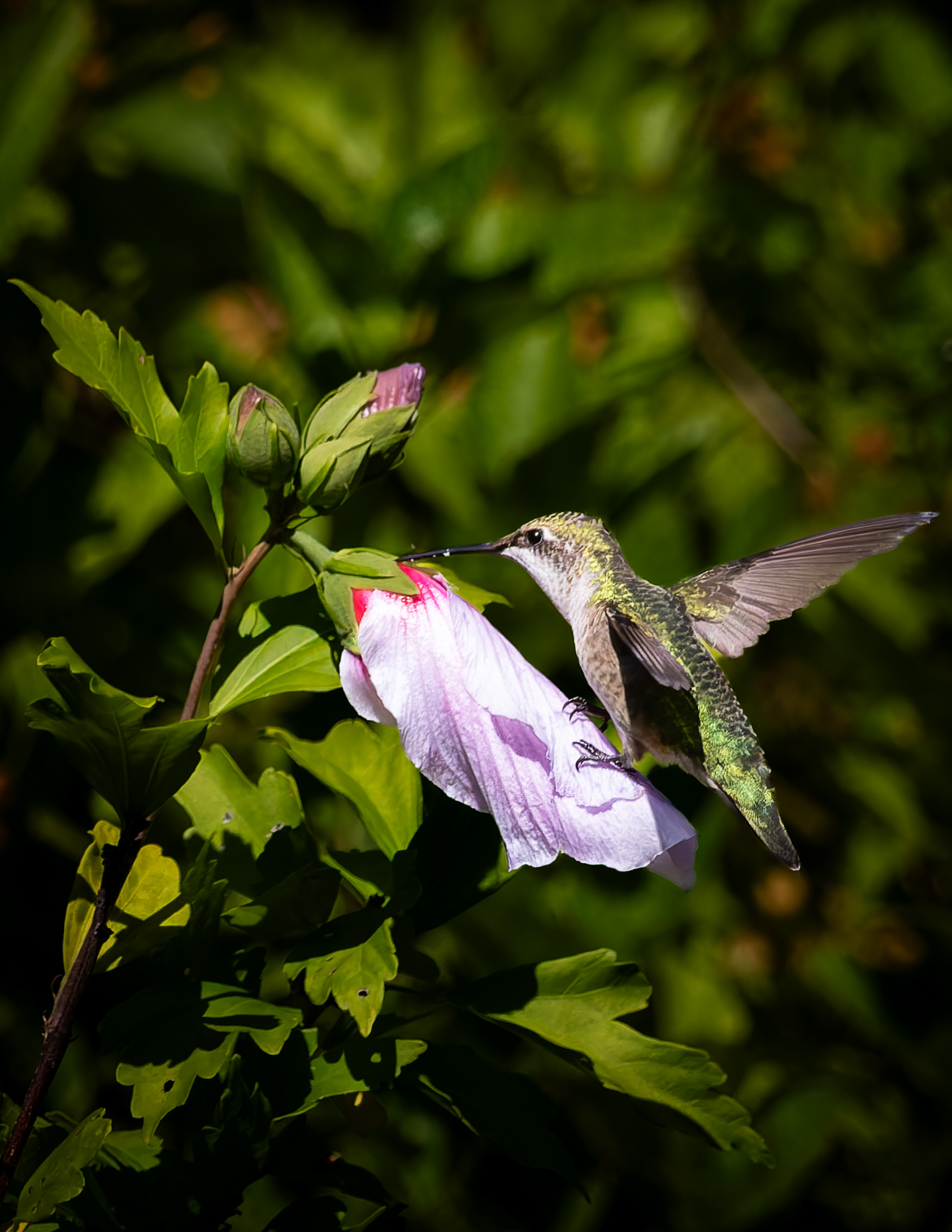 Ruby-throated Hummingbird No5 - August 21, 2026