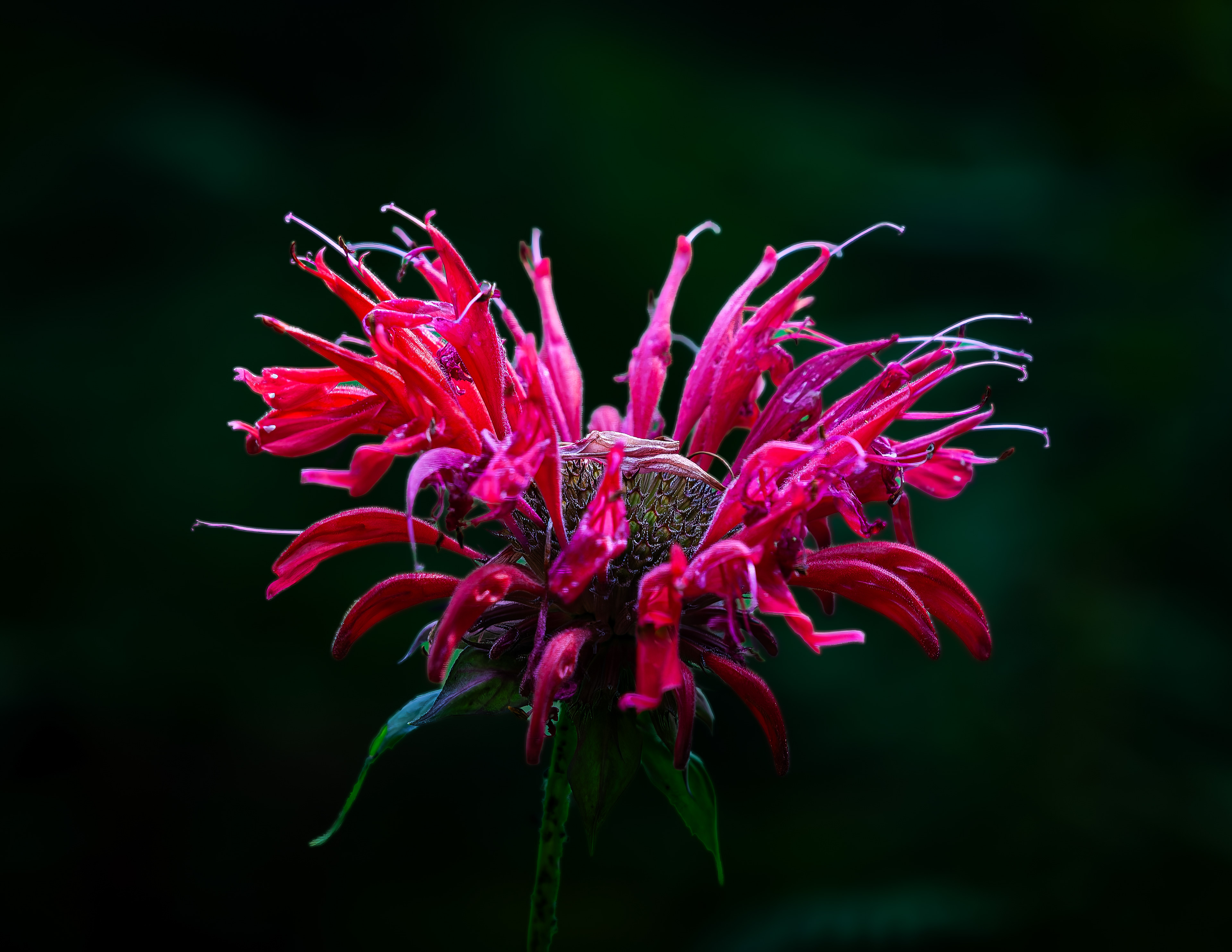 Red Bee Balm No2