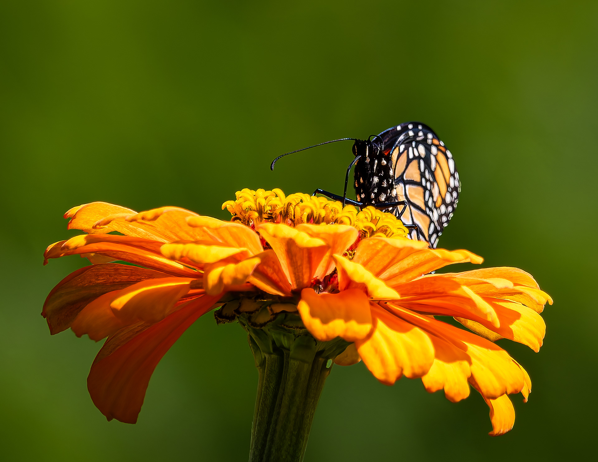 Monarch Butterfly No1 - August 24, 2026