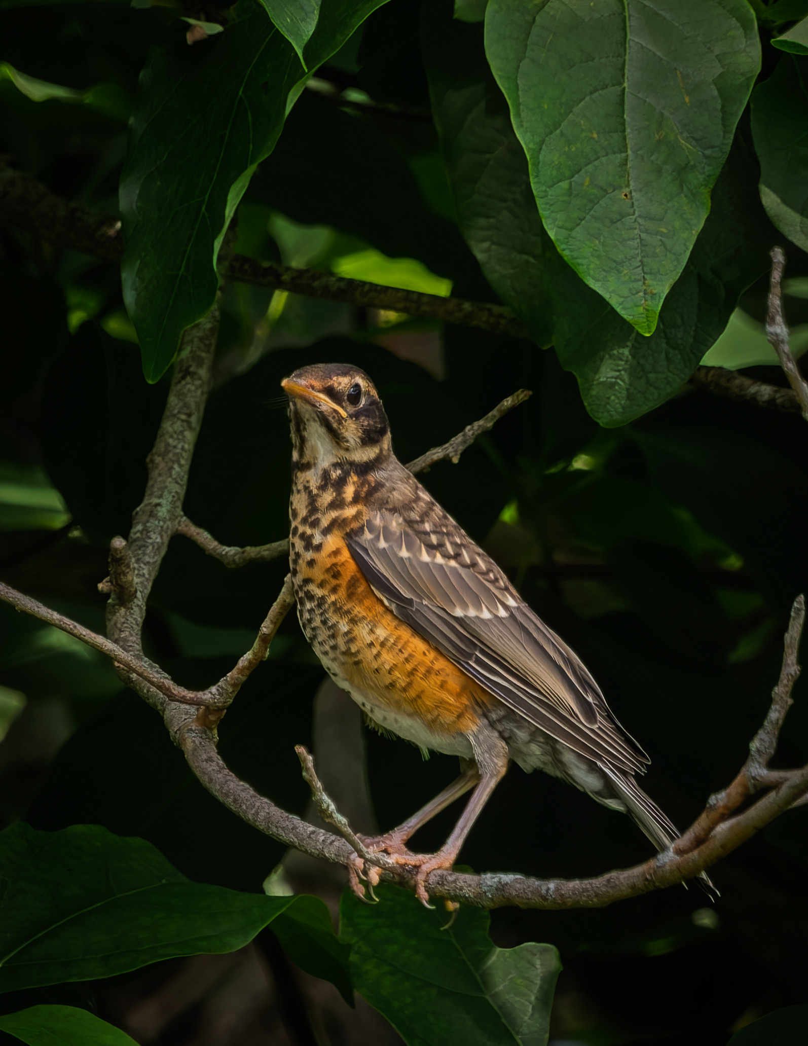Juvenile Robin No2 - June 30, 2026