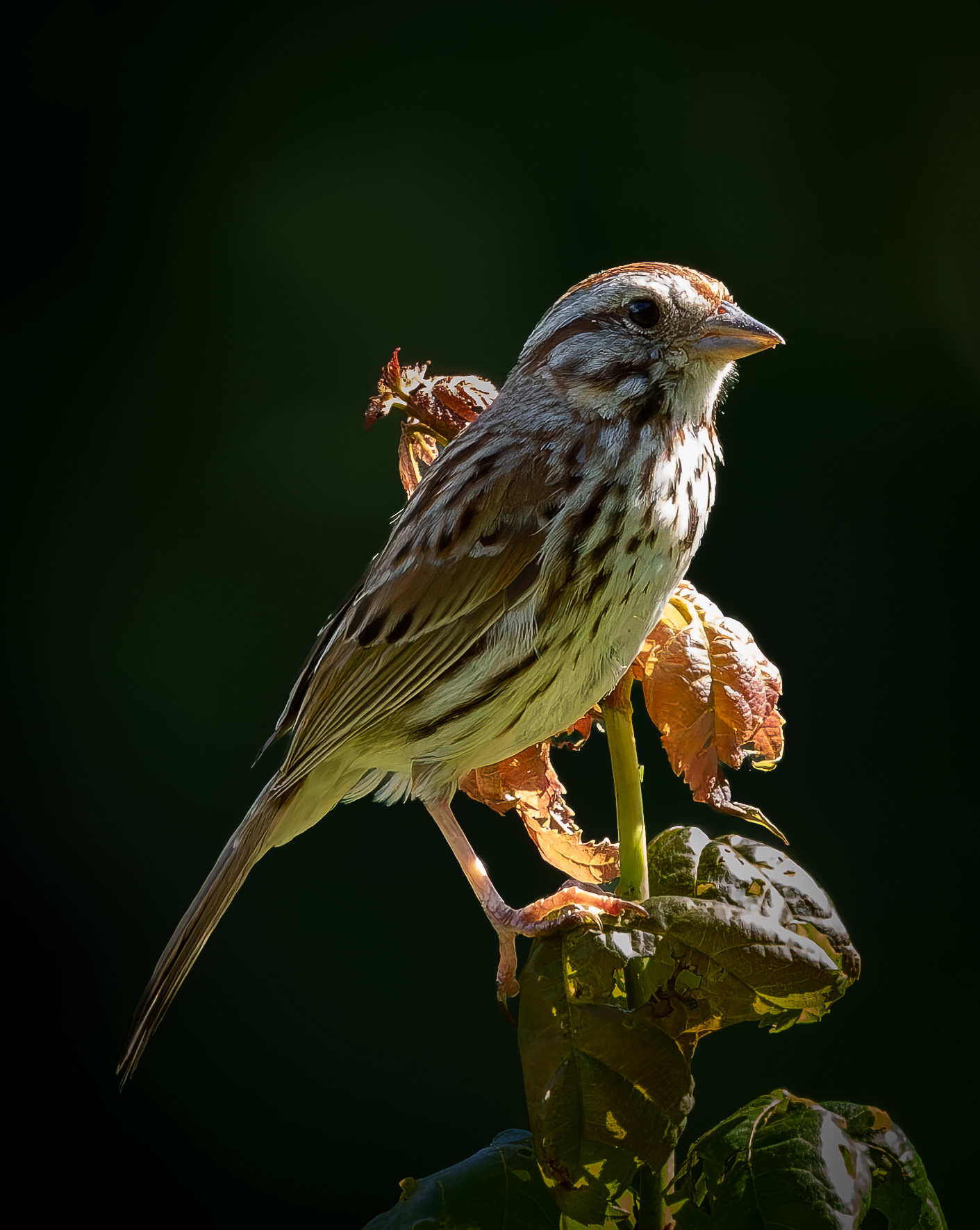 Song Sparrow